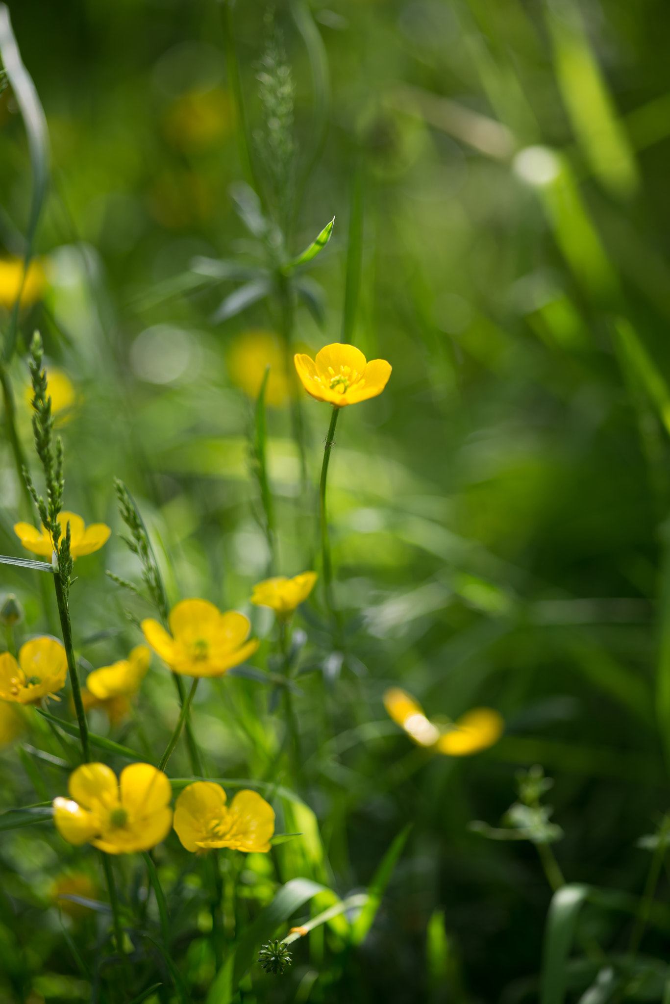 Nikon D600 + Sigma 105mm F2.8 EX DG Macro sample photo. Close up image of vibrant buttercups in wildflower meadow landsc photography