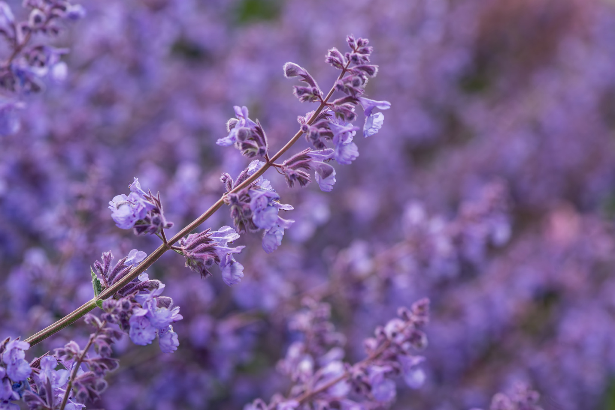 Nikon D600 + Sigma 105mm F2.8 EX DG Macro sample photo. Close up image of wild lavender plant landscape with shallow dep photography