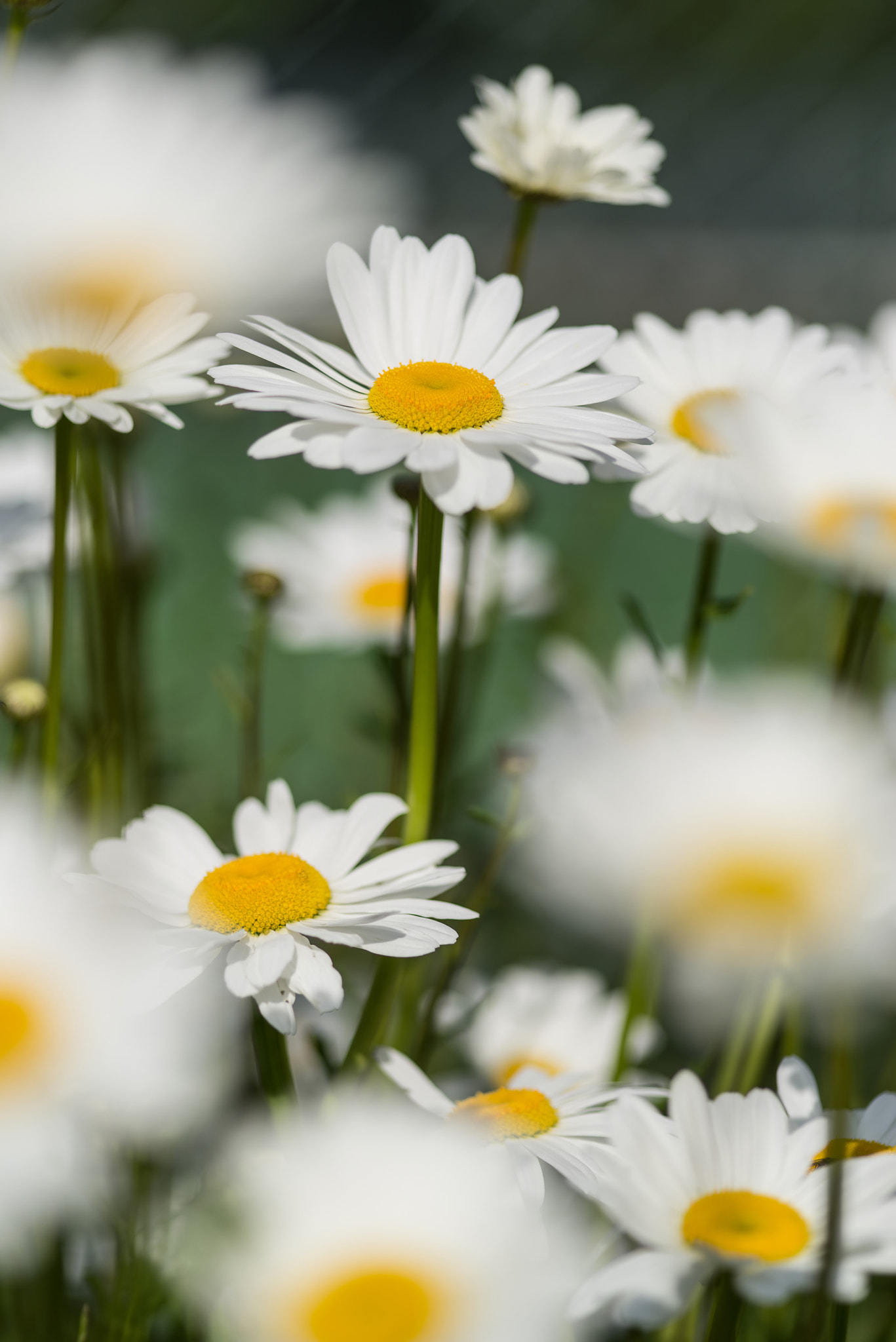 Nikon D600 + Sigma 105mm F2.8 EX DG Macro sample photo. Close up image of wild daisy flowers in wildflower meadow landsc photography