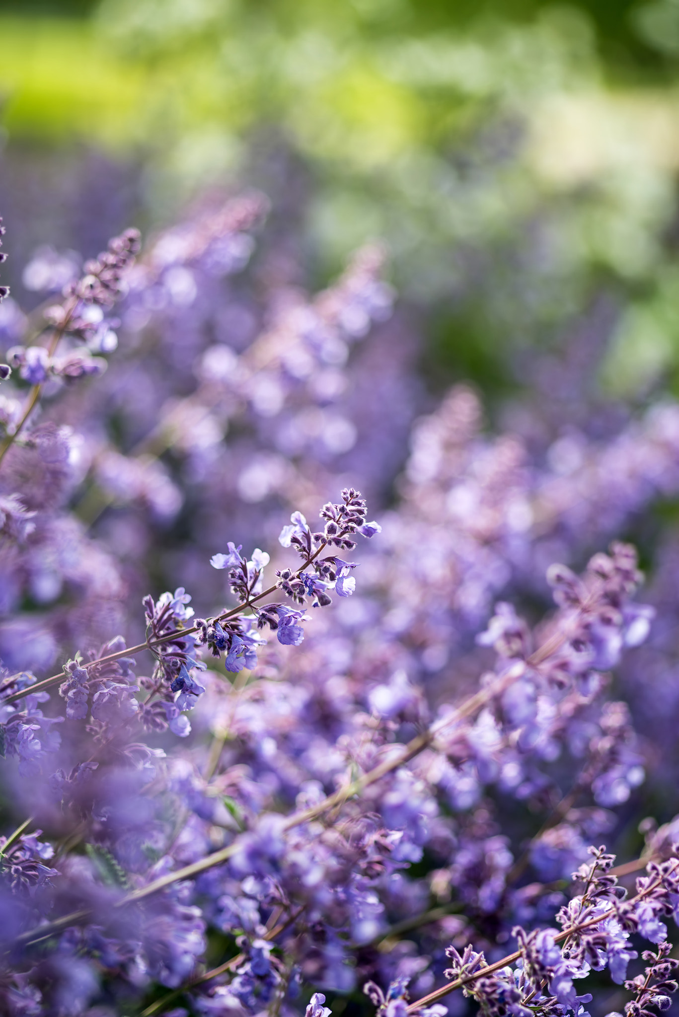 Nikon D600 + Sigma 105mm F2.8 EX DG Macro sample photo. Close up image of wild lavender plant landscape with shallow dep photography