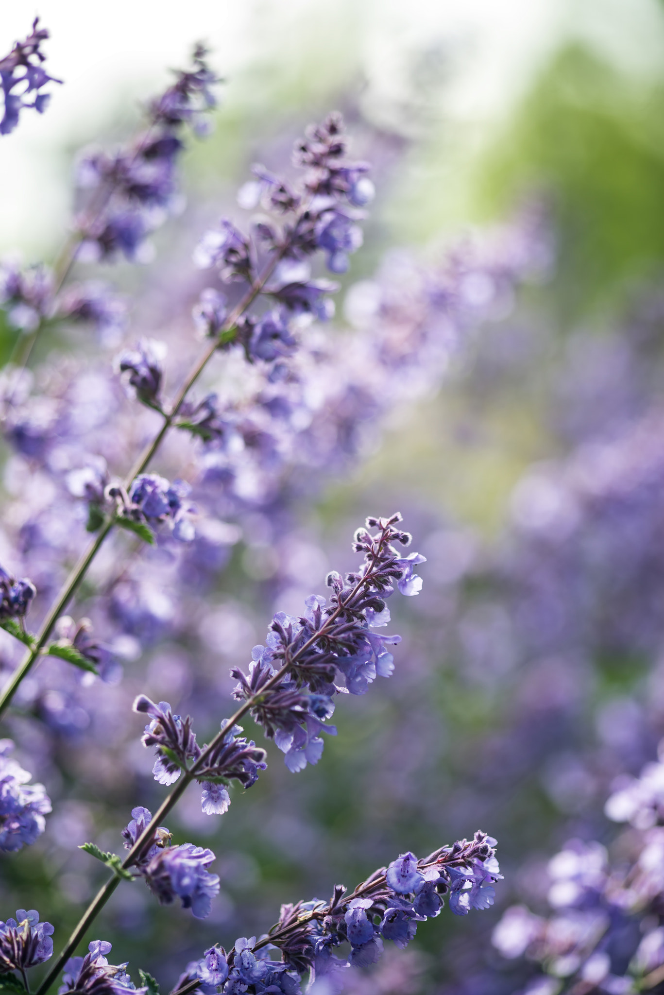 Nikon D600 + Sigma 105mm F2.8 EX DG Macro sample photo. Close up image of wild lavender plant landscape with shallow dep photography