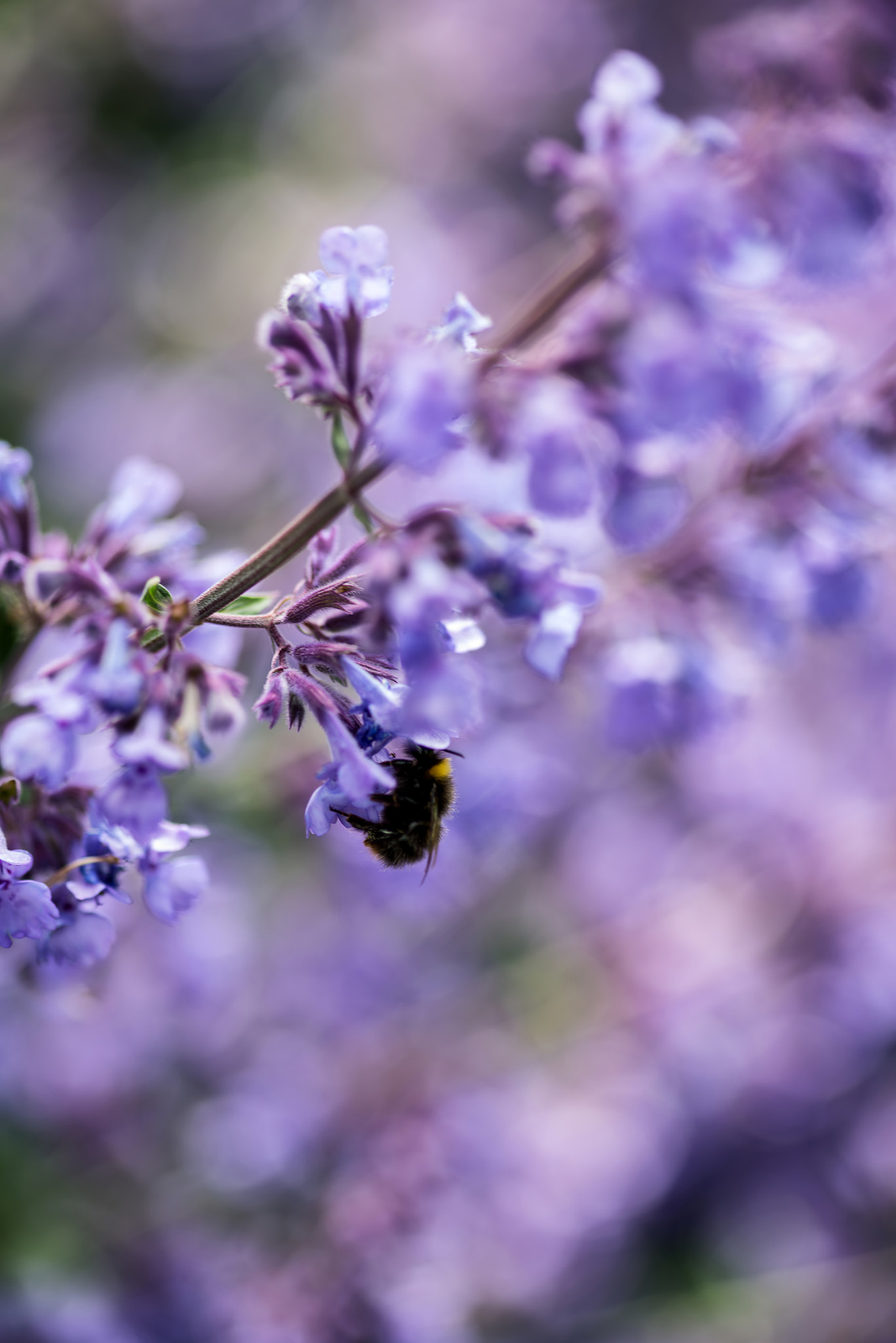 Nikon D600 + Sigma 105mm F2.8 EX DG Macro sample photo. Close up image of wild lavender plant landscape with bumble bee photography