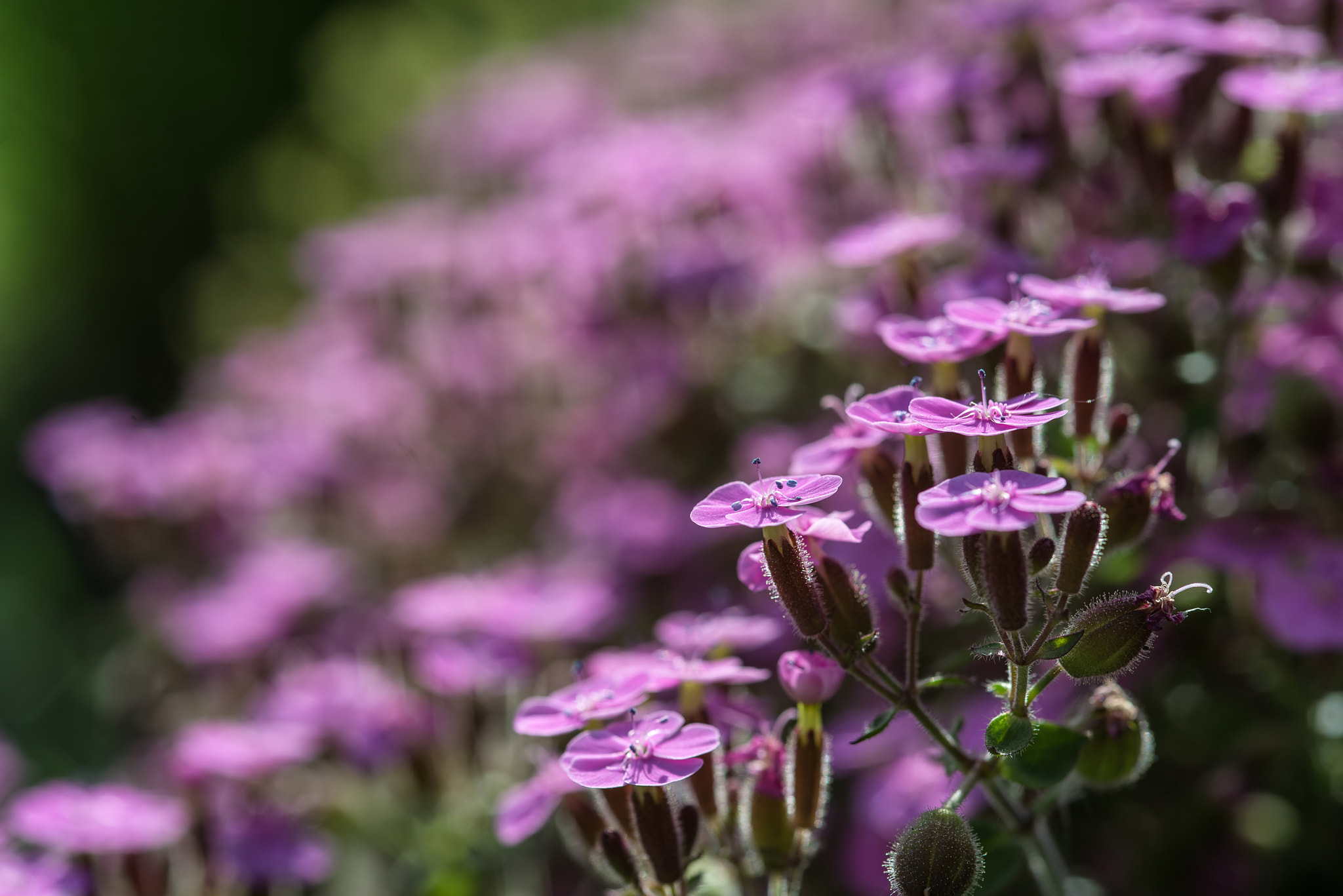 Nikon D600 + Sigma 105mm F2.8 EX DG Macro sample photo. Close up image of purple wild flower landscape photography
