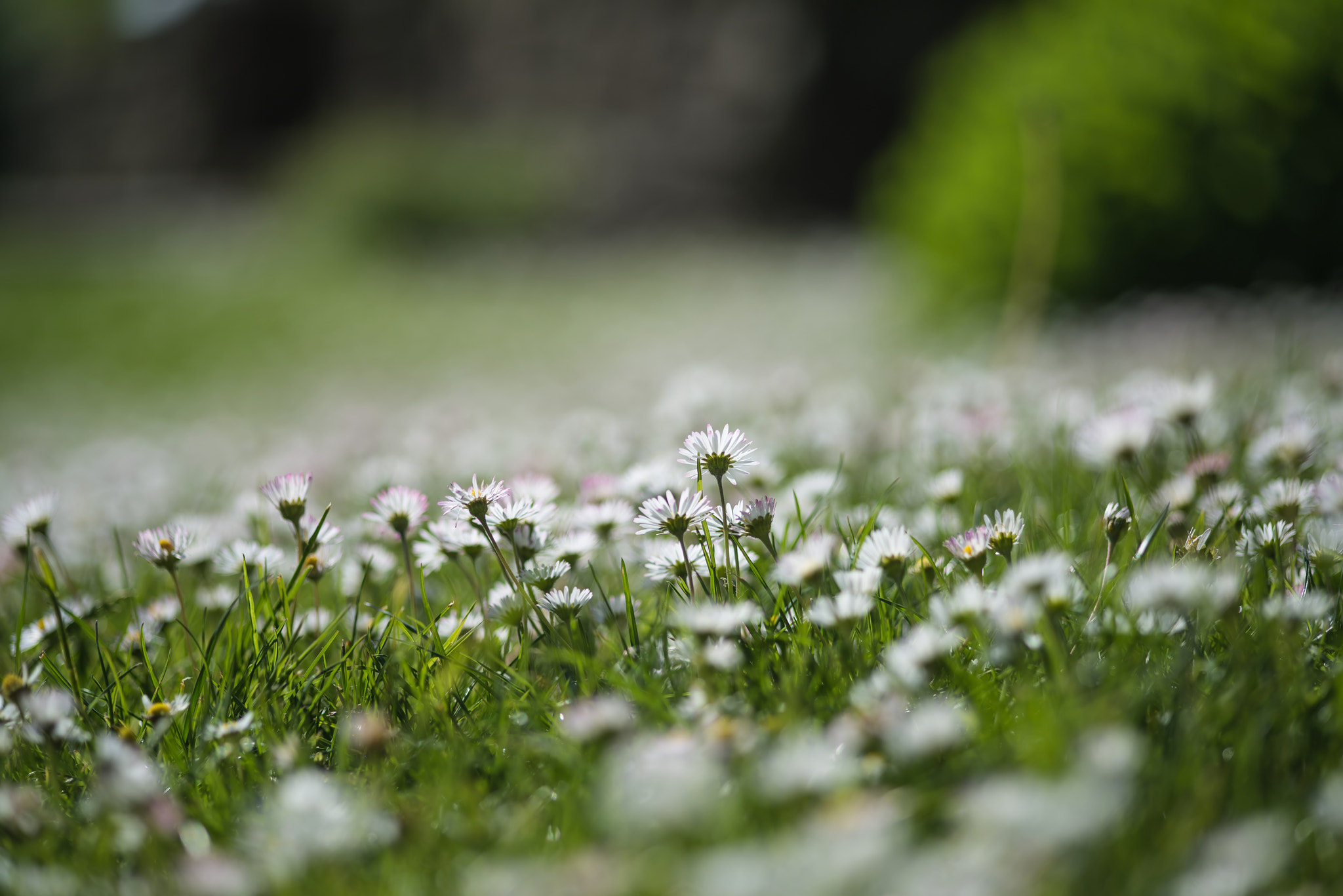 Nikon D600 + Sigma 105mm F2.8 EX DG Macro sample photo. Close up image of wild daisy flowers in wildflower meadow landsc photography