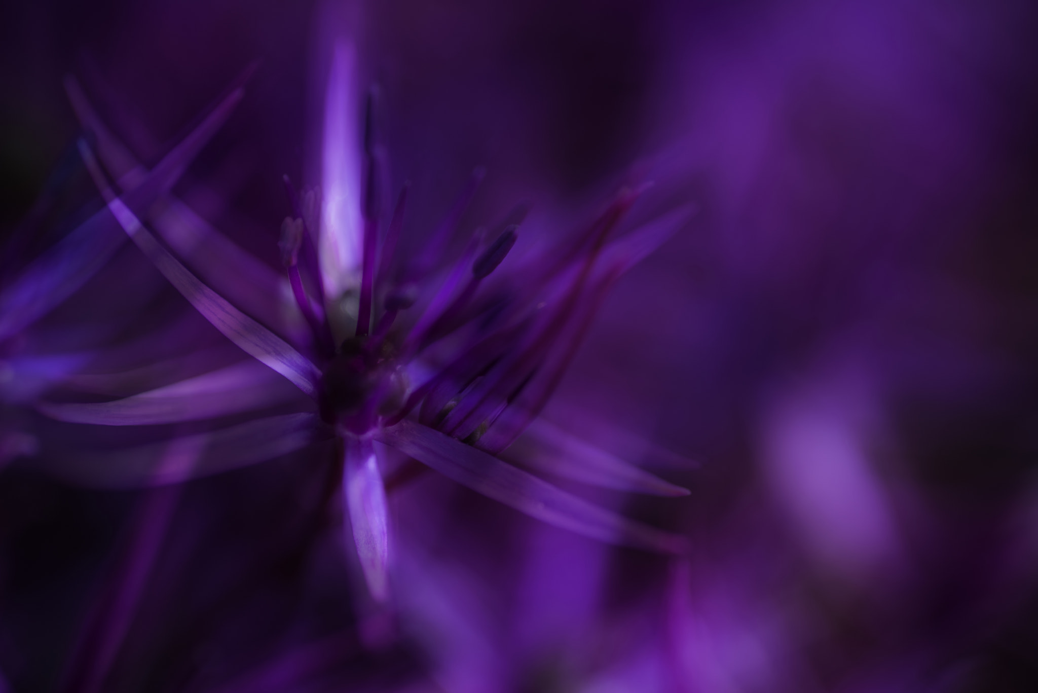 Nikon D600 + Sigma 105mm F2.8 EX DG Macro sample photo. Artistic effect filter beautiful purple floral abstract photography