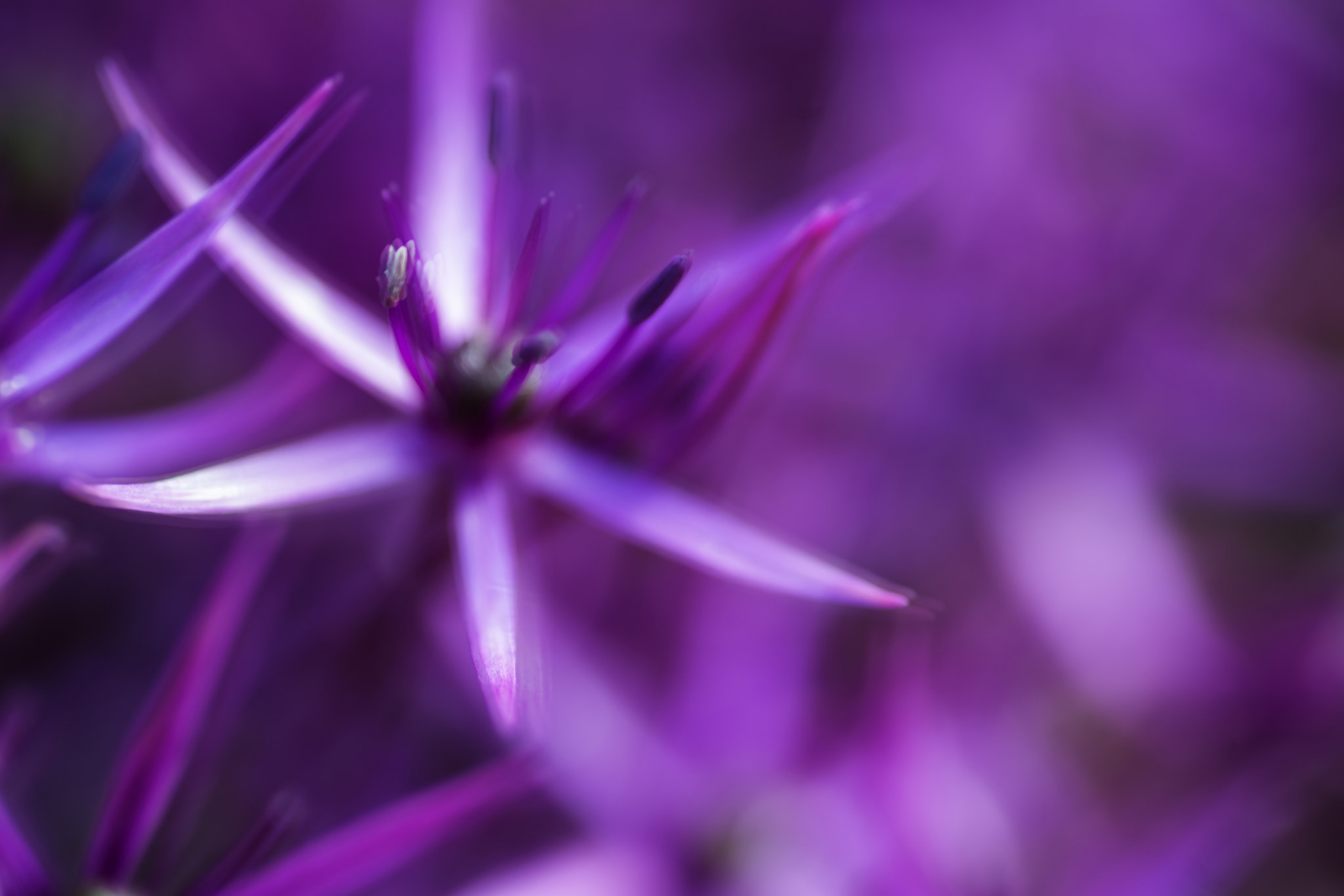 Nikon D600 + Sigma 105mm F2.8 EX DG Macro sample photo. Artistic effect filter beautiful purple floral abstract photography