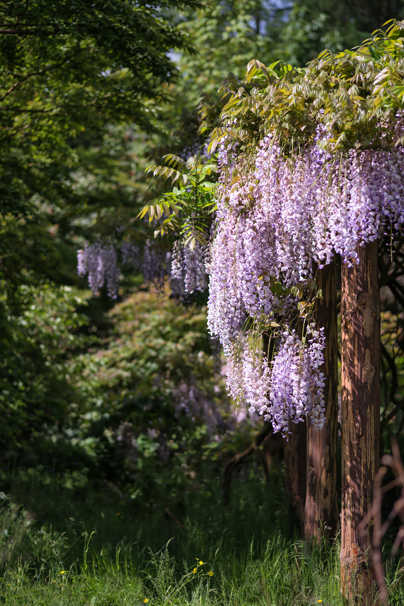 Nikon D600 + Sigma 105mm F2.8 EX DG Macro sample photo. Purple wisteria draping over garden ornaments in summer growth l photography