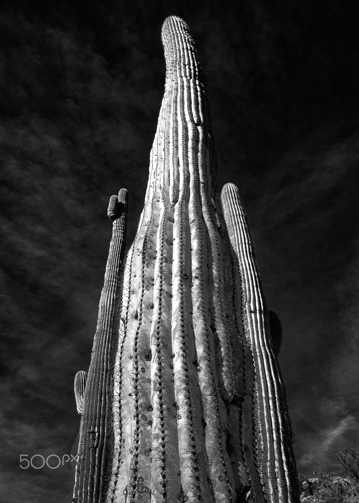 Panasonic Lumix DMC-GM1 sample photo. Mighty saguaro and two friends photography