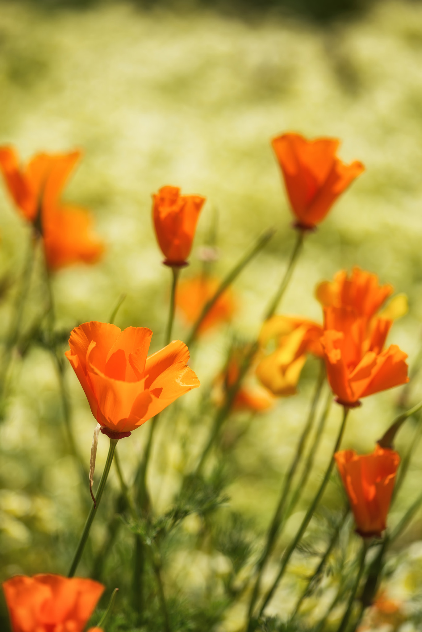 Nikon D600 + Sigma 105mm F2.8 EX DG Macro sample photo. Close up image of california poppy flowers in landscape photography