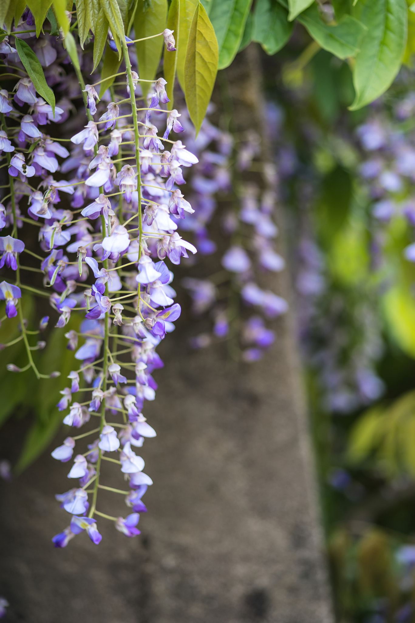 Nikon D600 + Sigma 105mm F2.8 EX DG Macro sample photo. Purple wisteria draping over garden ornaments in summer growth l photography