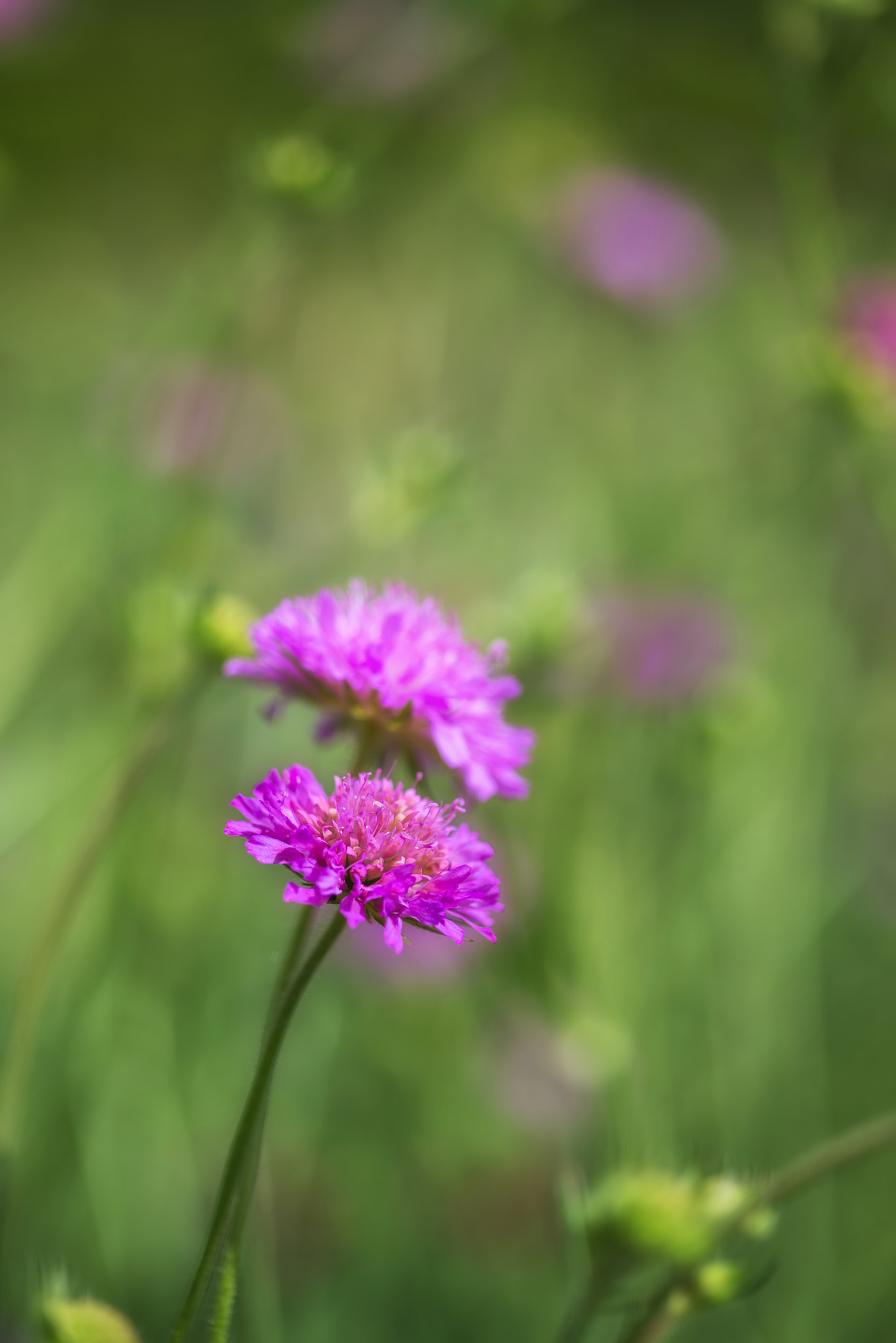 Nikon D600 + Sigma 105mm F2.8 EX DG Macro sample photo. Wildflower meadow close up landscape in summer photography