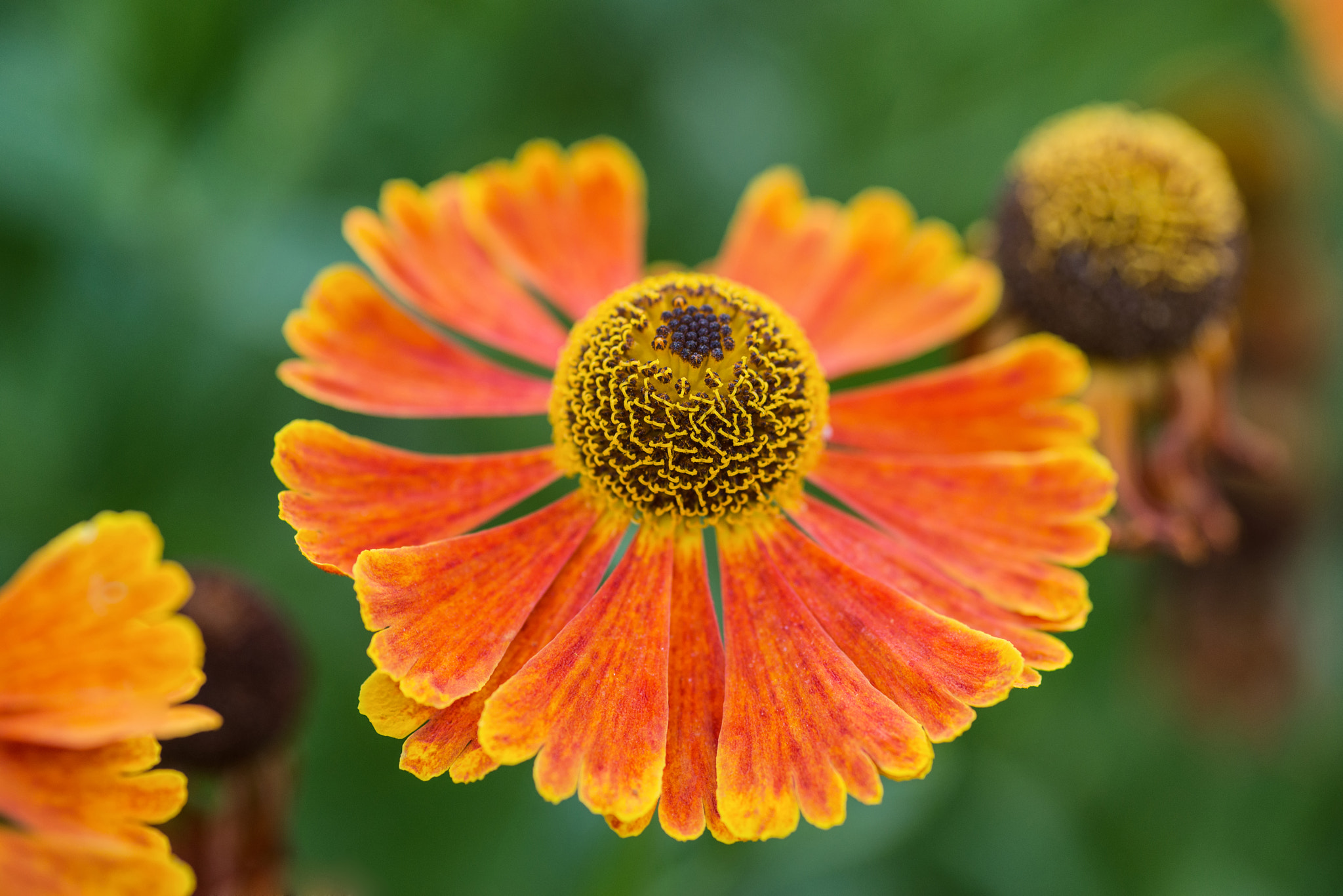 Nikon D600 + Sigma 105mm F2.8 EX DG Macro sample photo. Macro image black eyed susan summer flower rudbeckia hirta photography