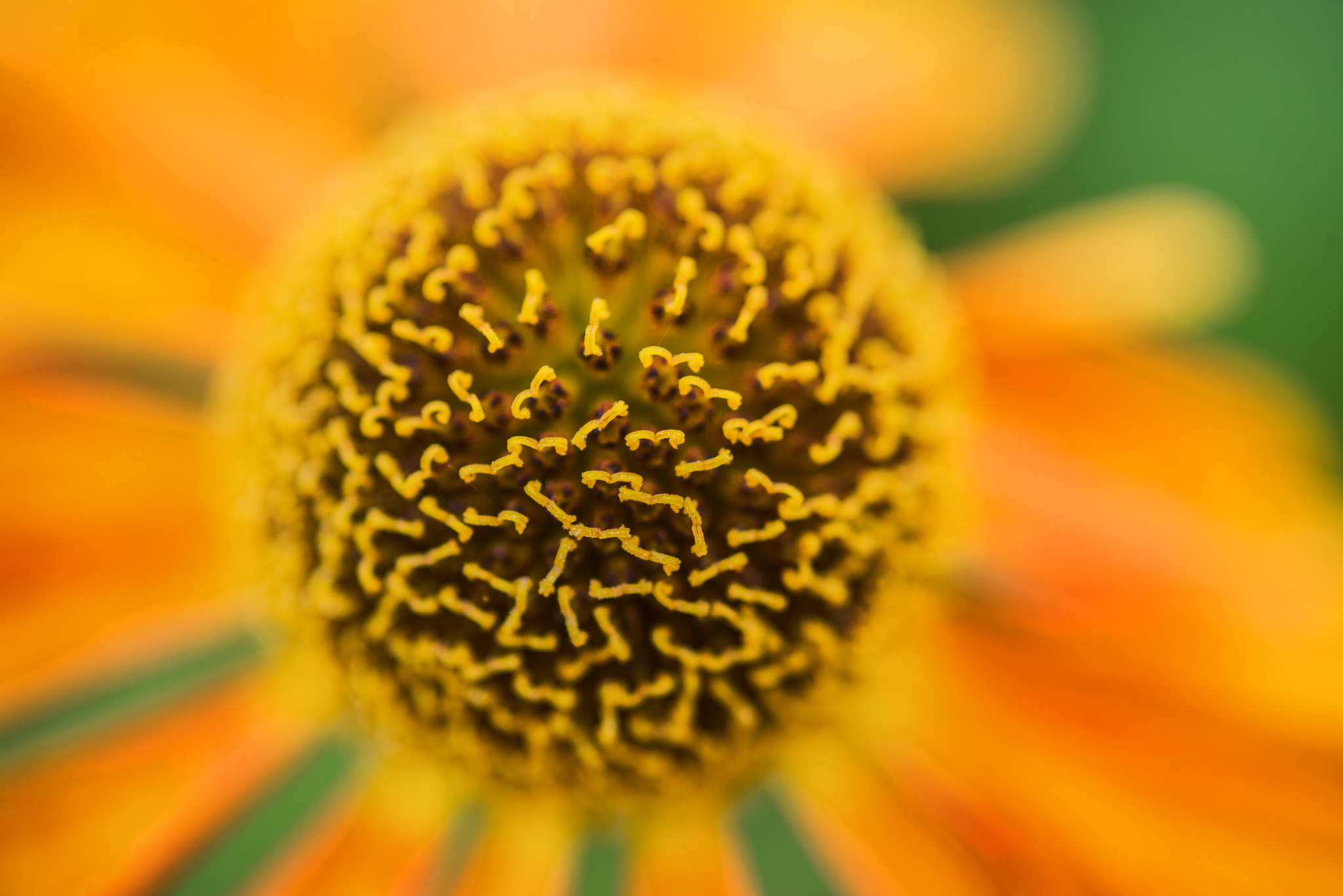 Nikon D600 + Sigma 105mm F2.8 EX DG Macro sample photo. Macro image black eyed susan summer flower rudbeckia hirta photography