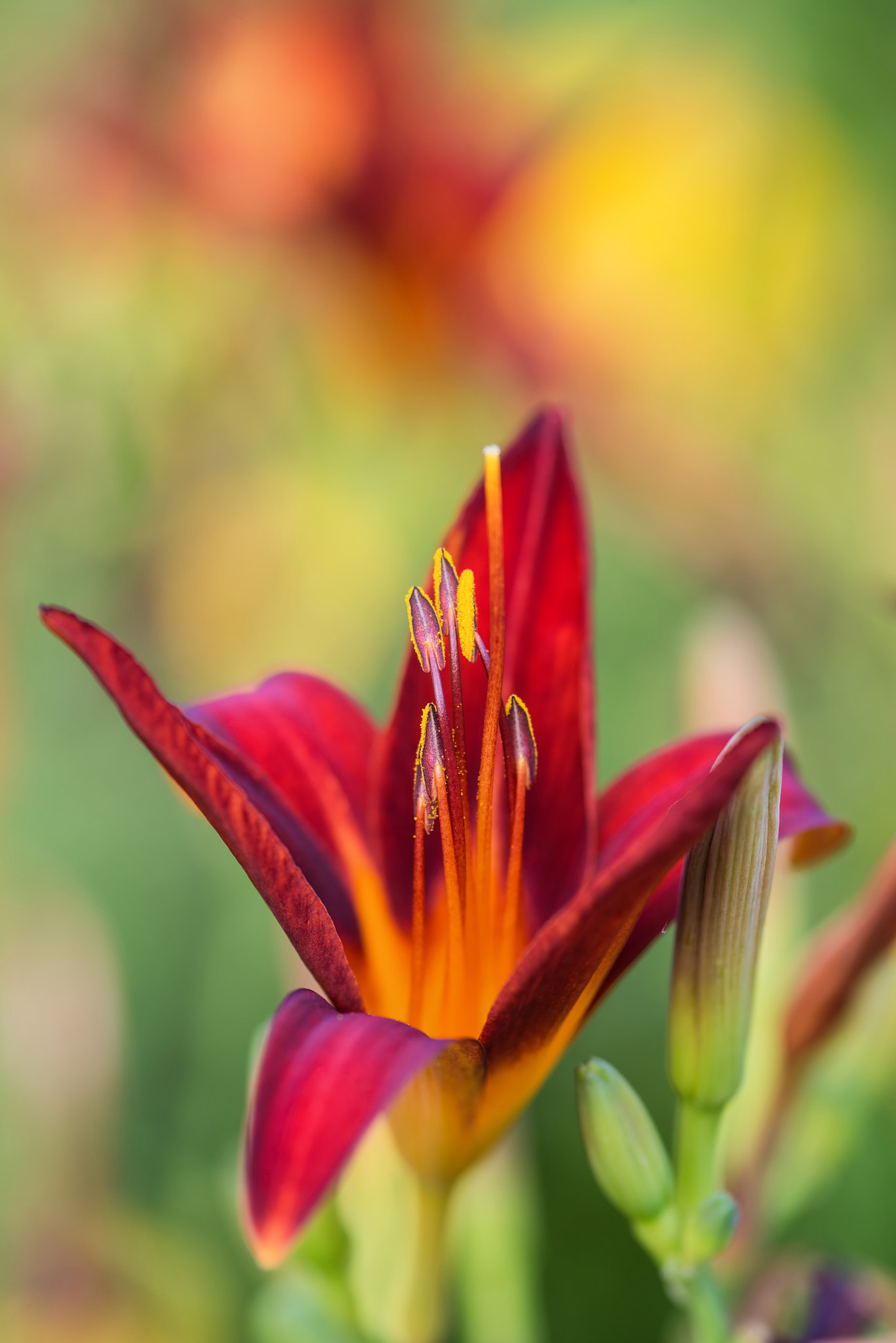 Nikon D600 + Sigma 105mm F2.8 EX DG Macro sample photo. Macro image of vibrant red lily flower photography
