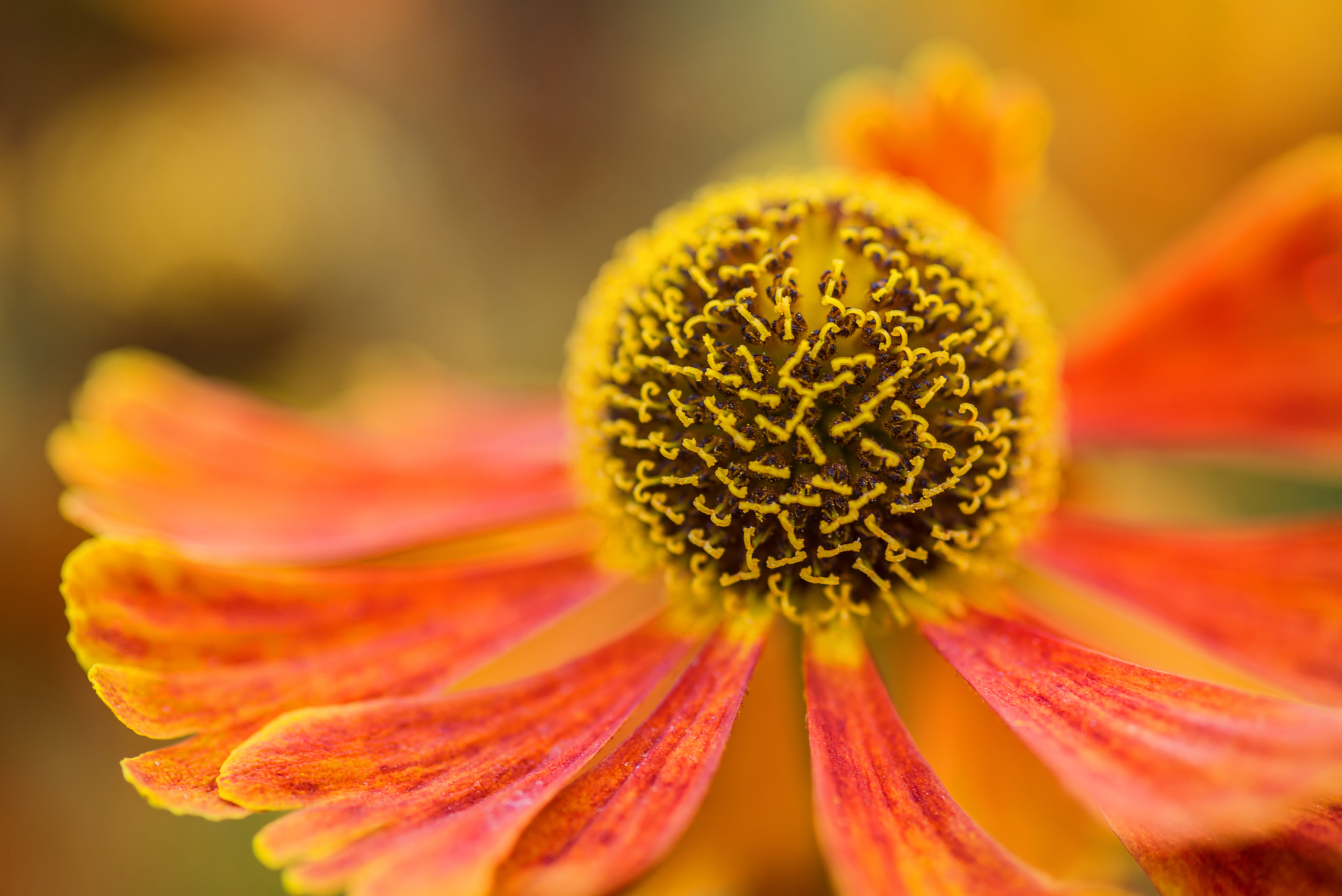 Nikon D600 + Sigma 105mm F2.8 EX DG Macro sample photo. Macro image black eyed susan summer flower rudbeckia hirta photography