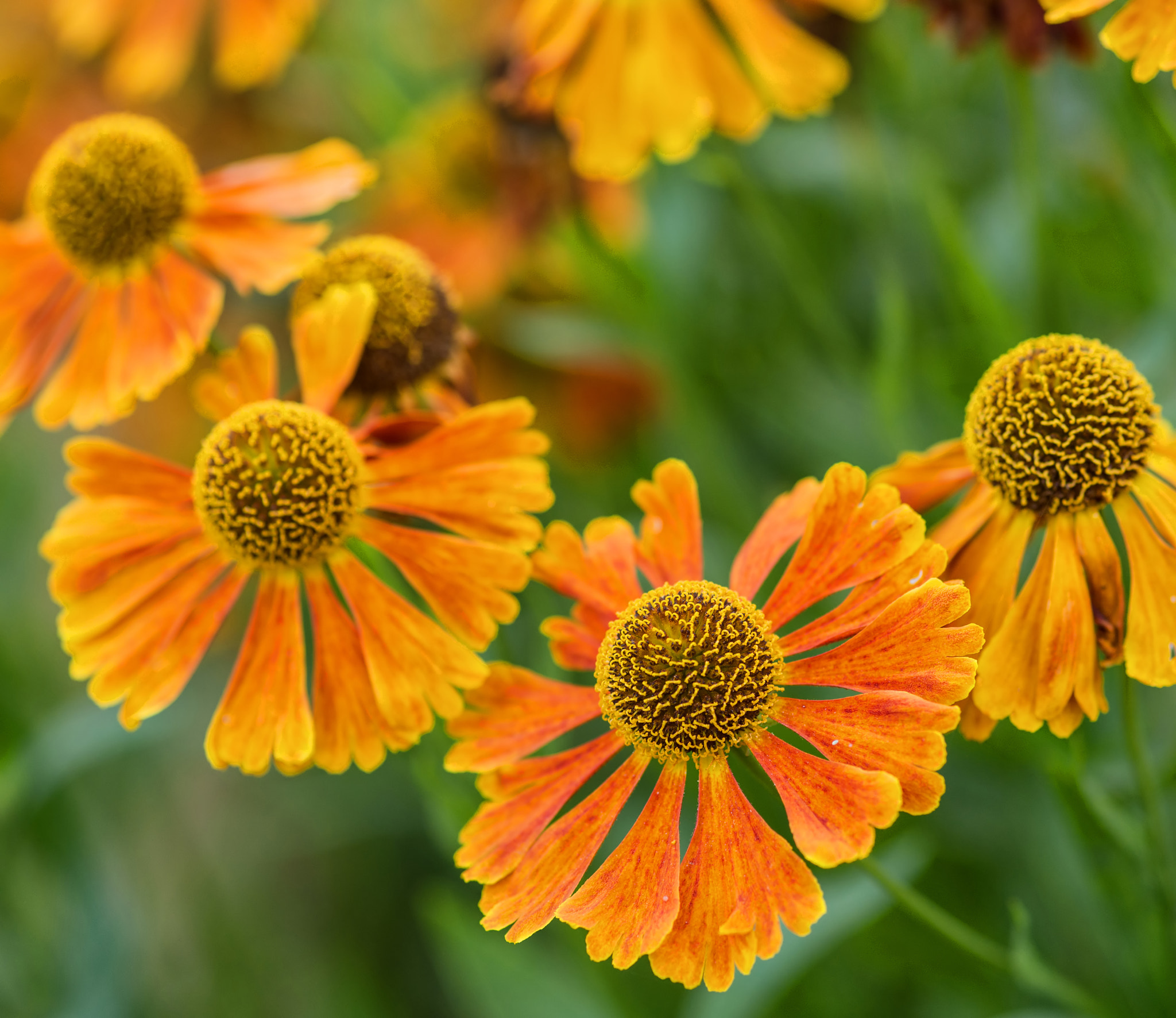 Nikon D600 + Sigma 105mm F2.8 EX DG Macro sample photo. Macro image black eyed susan summer flower rudbeckia hirta photography