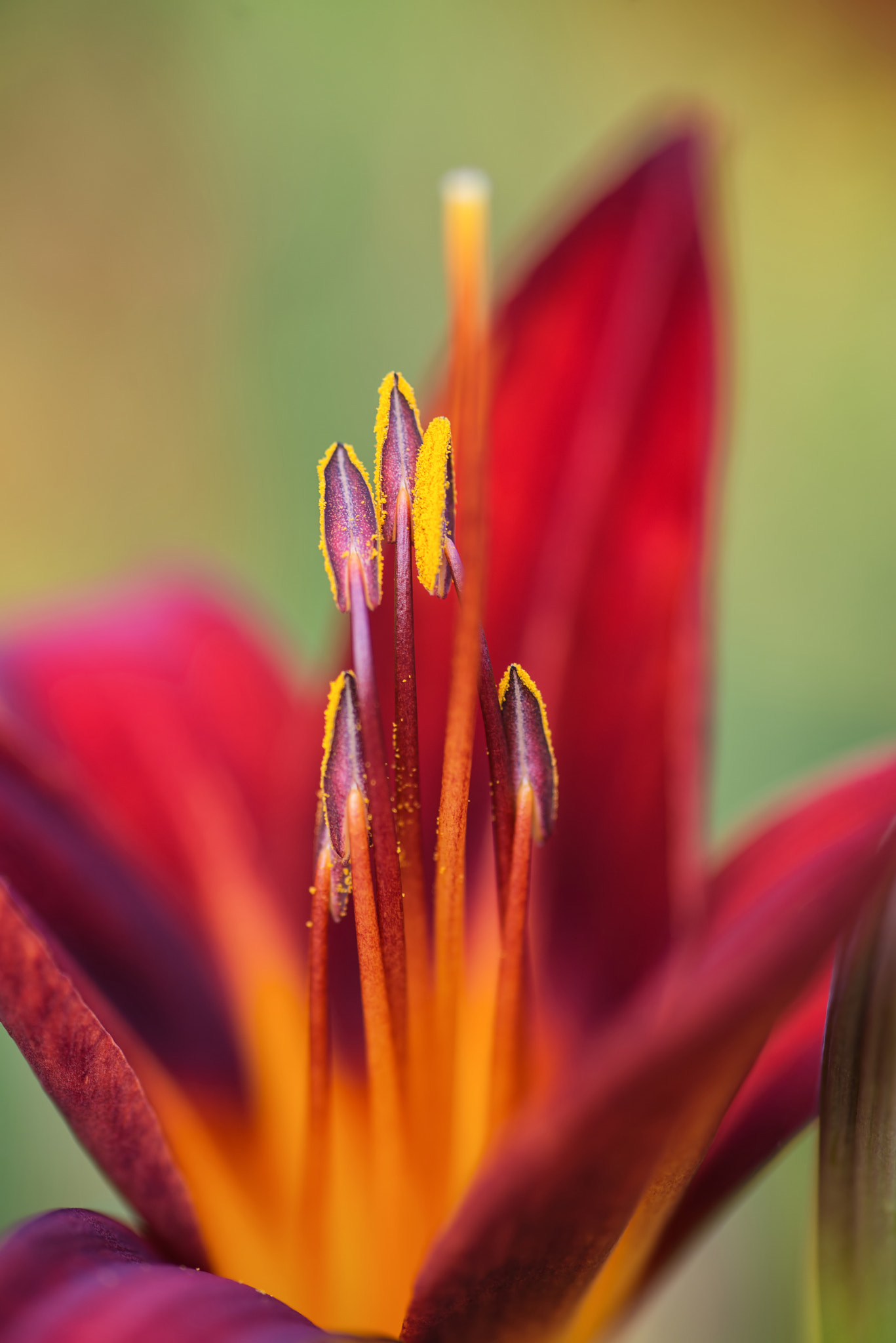 Nikon D600 + Sigma 105mm F2.8 EX DG Macro sample photo. Macro image of vibrant red lily flower photography