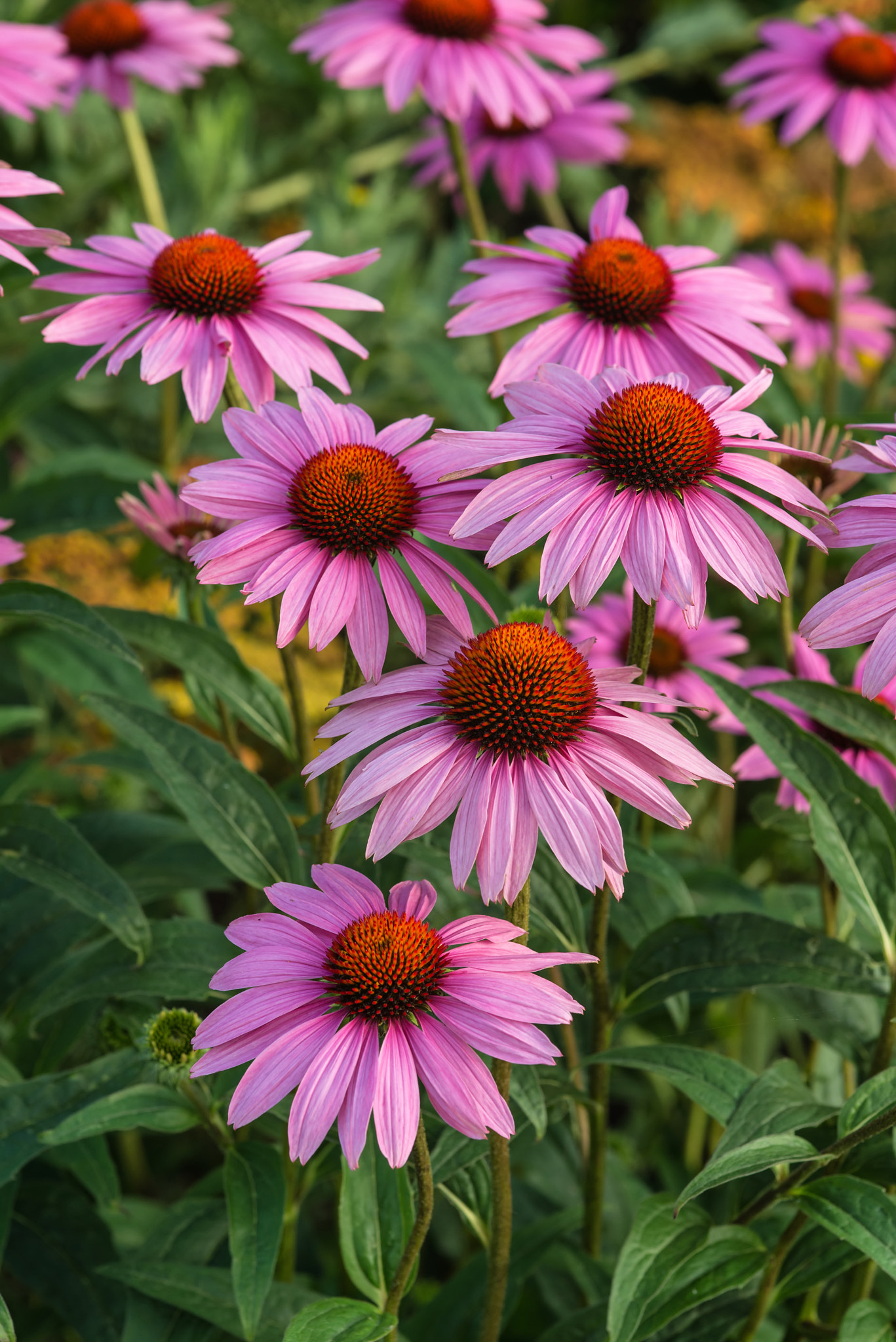 Nikon D600 + Sigma 105mm F2.8 EX DG Macro sample photo. Coneflower rubinstern echinacea purpurea summer flower photography