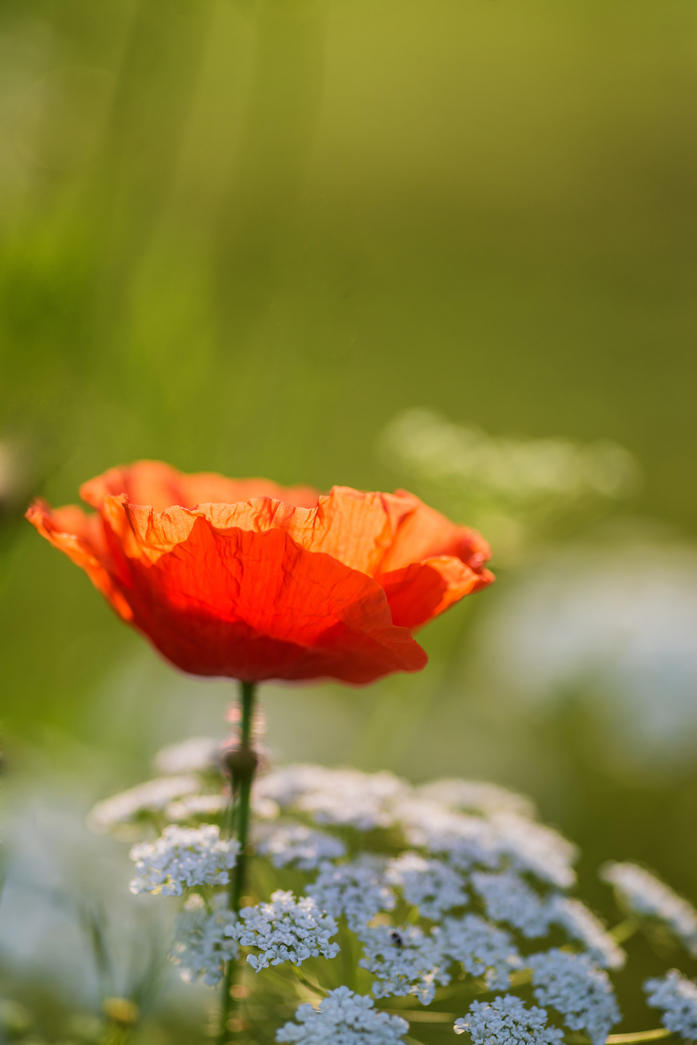 Nikon D600 + Sigma 105mm F2.8 EX DG Macro sample photo. Beautiful poppy image for rememberence day photography