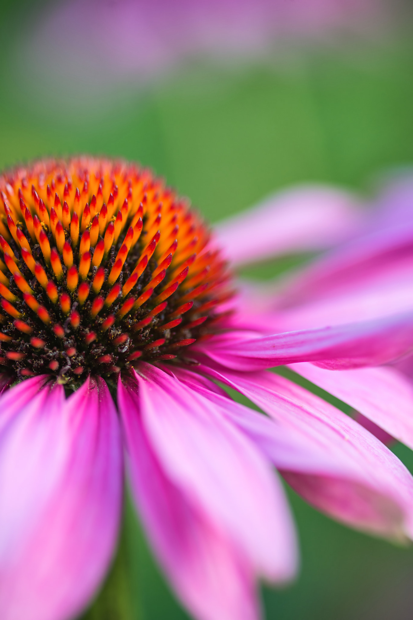 Nikon D600 + Sigma 105mm F2.8 EX DG Macro sample photo. Coneflower rubinstern echinacea purpurea summer flower photography