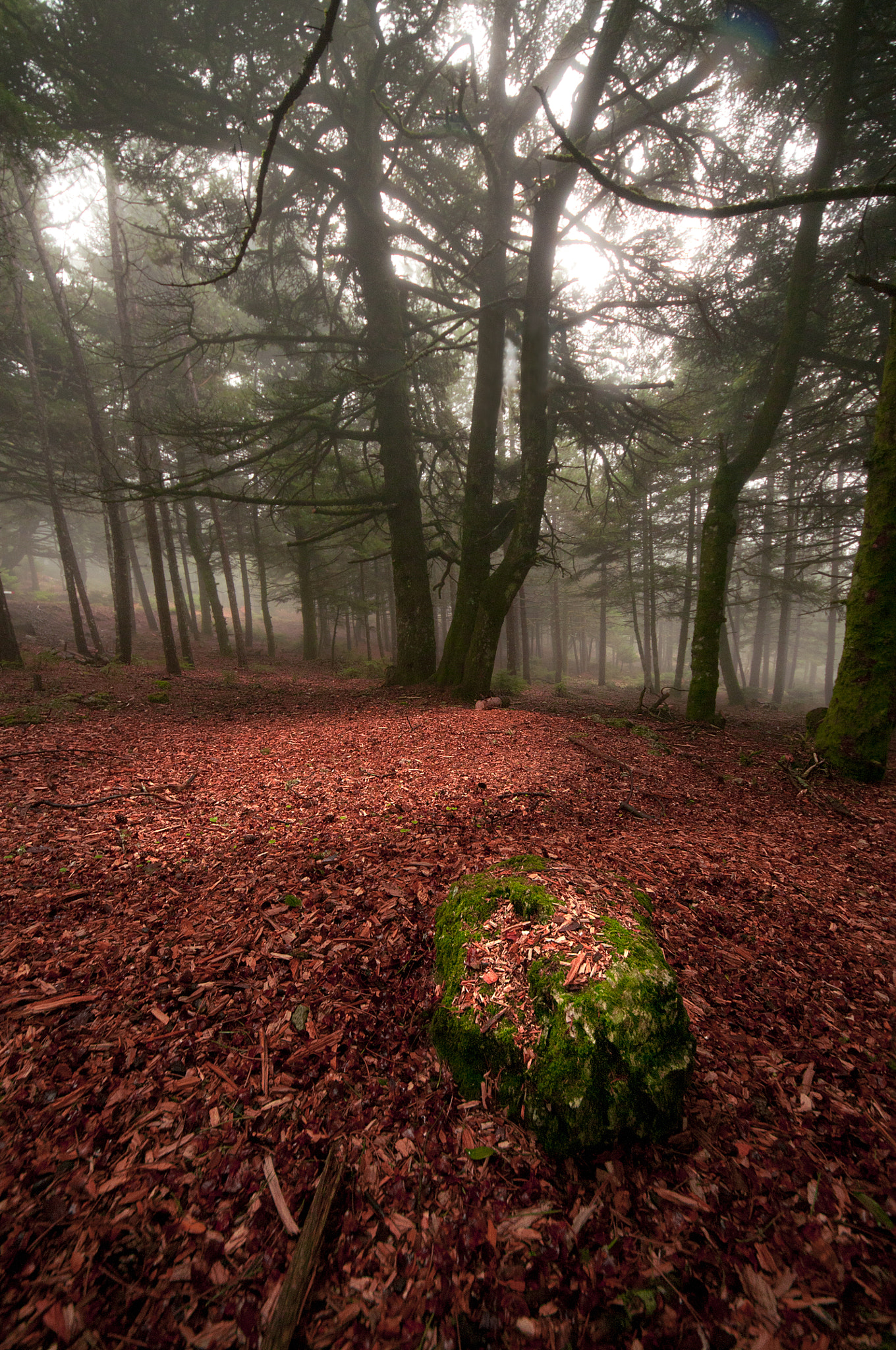 Nikon D300S + Sigma 8-16mm F4.5-5.6 DC HSM sample photo. Deep in forest photography
