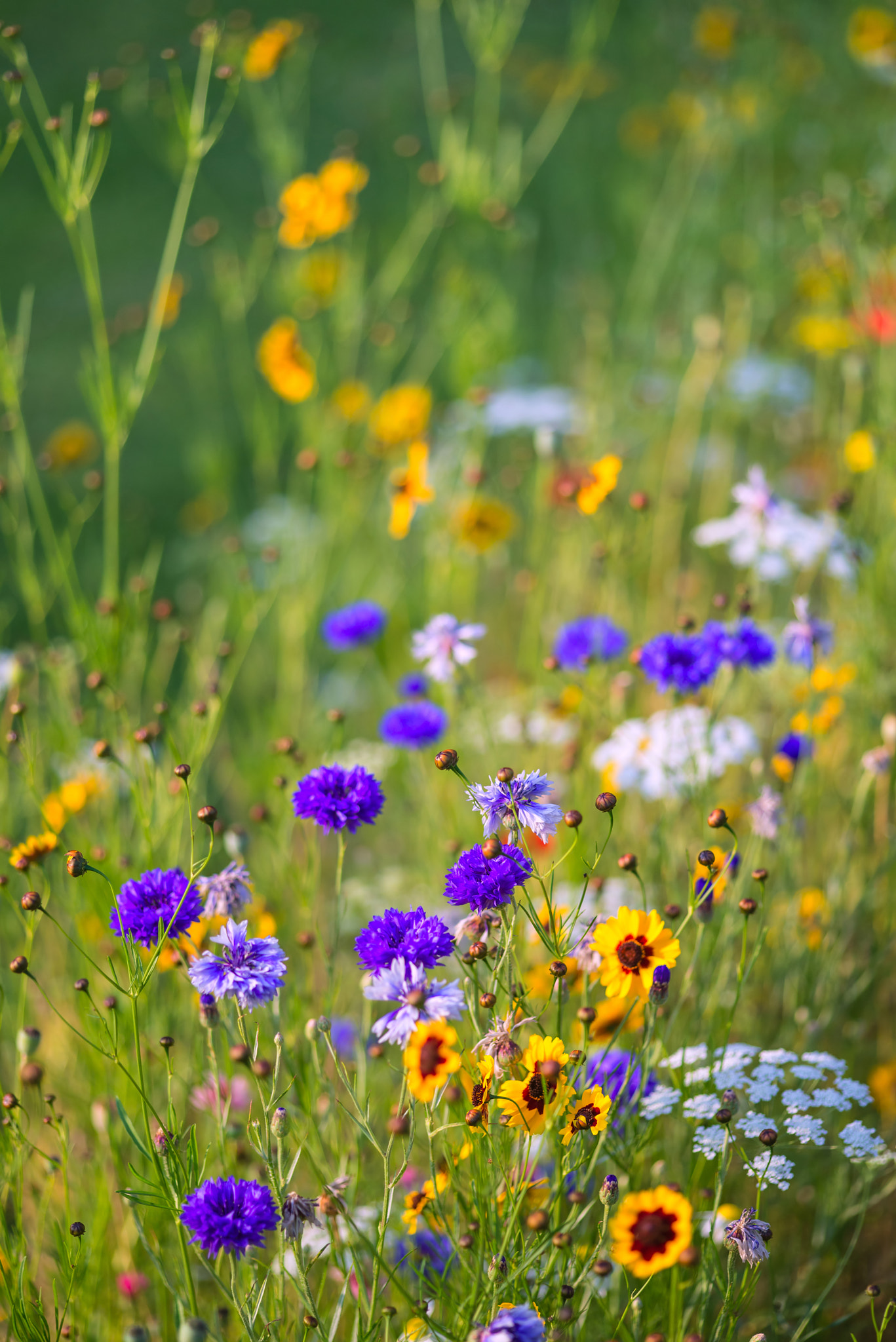 Nikon D600 + Sigma 105mm F2.8 EX DG Macro sample photo. Beautiful summer meadow of wild flowers photography