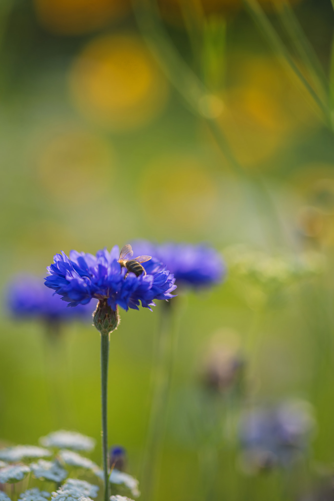 Nikon D600 + Sigma 105mm F2.8 EX DG Macro sample photo. Cornflower in summer being pollenated by bumble bee photography