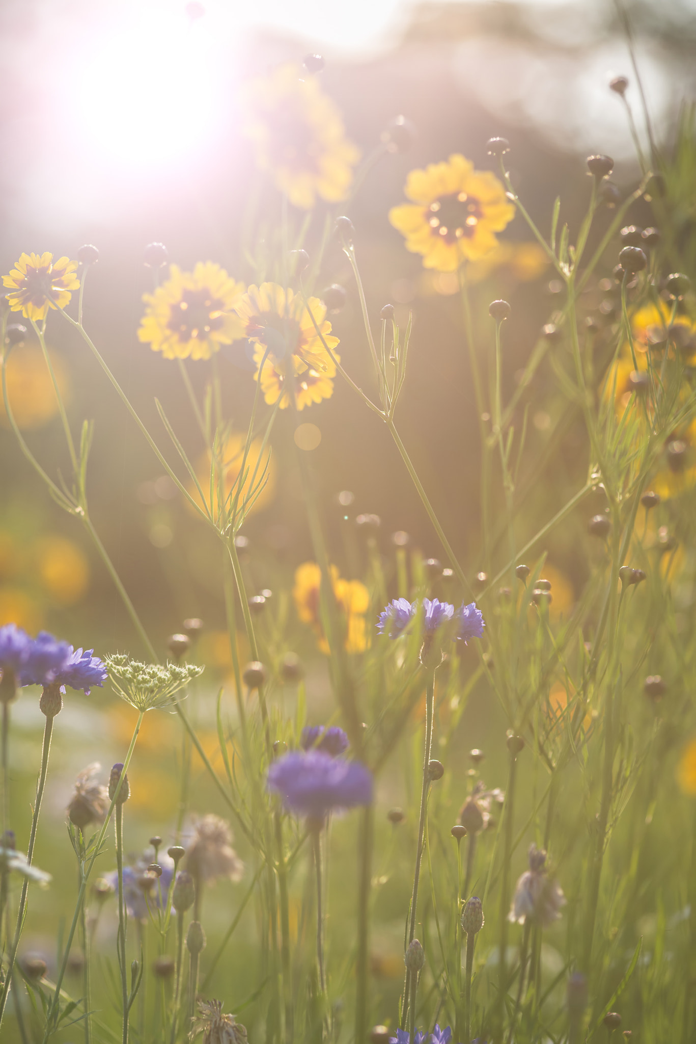 Nikon D600 + Sigma 105mm F2.8 EX DG Macro sample photo. Summer sunshine instagram effect image of wild flowers photography