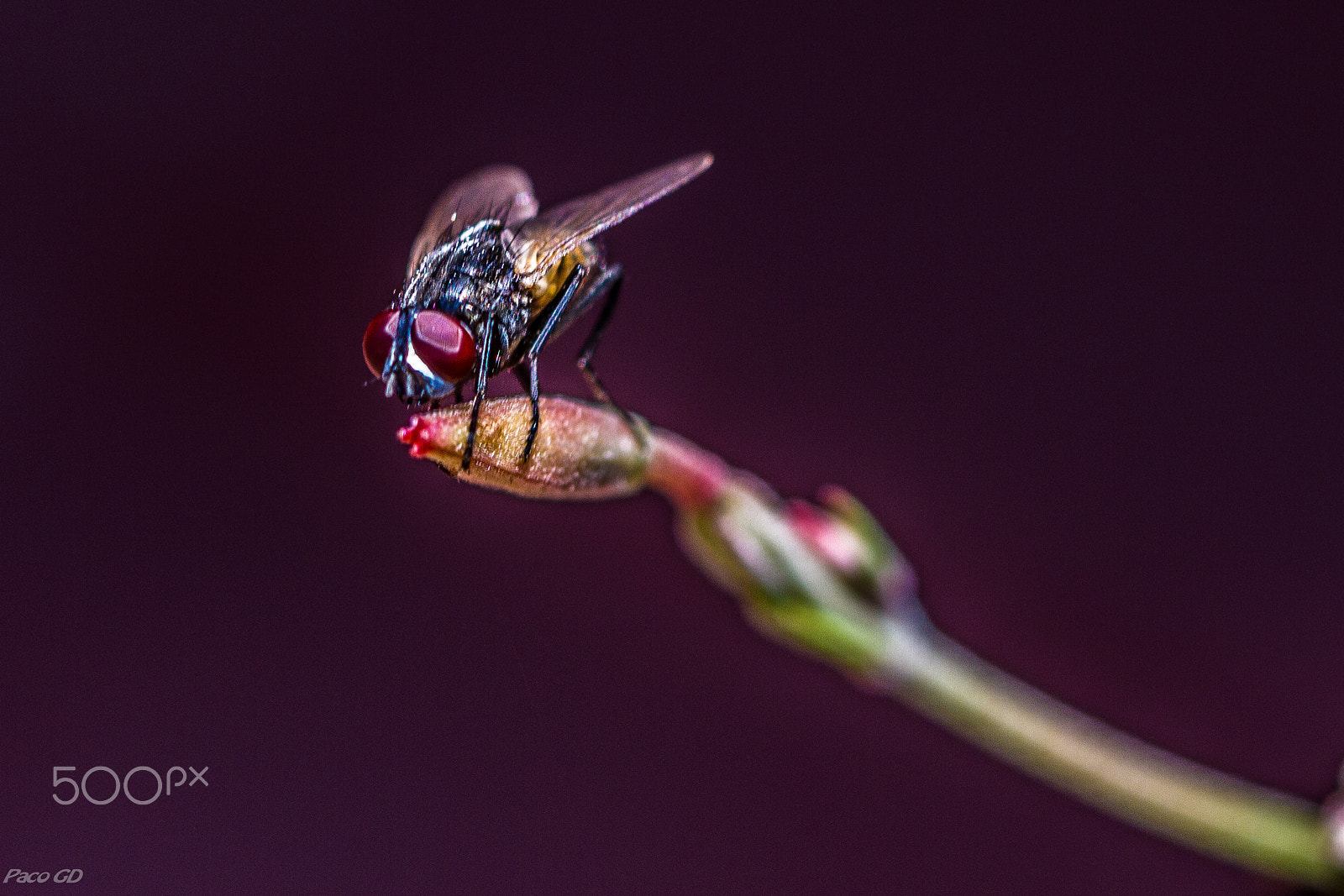 Canon EOS 7D + Canon EF 100mm F2.8 Macro USM sample photo. La mouche photography