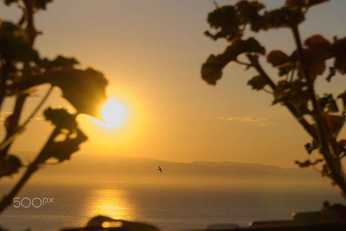 Nikon D40X sample photo. Sunrise and bird photography