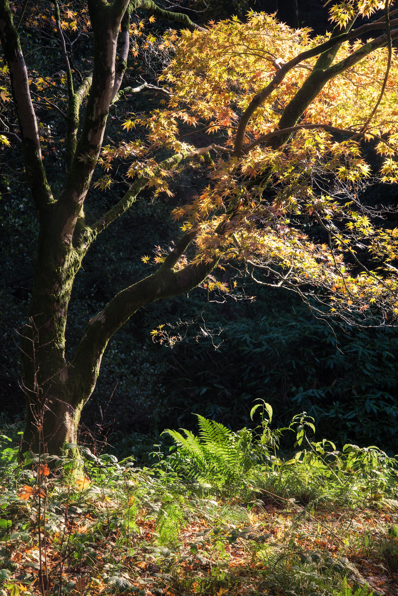 Nikon D600 sample photo. Stunning vibrant autumn landscape of forest photography