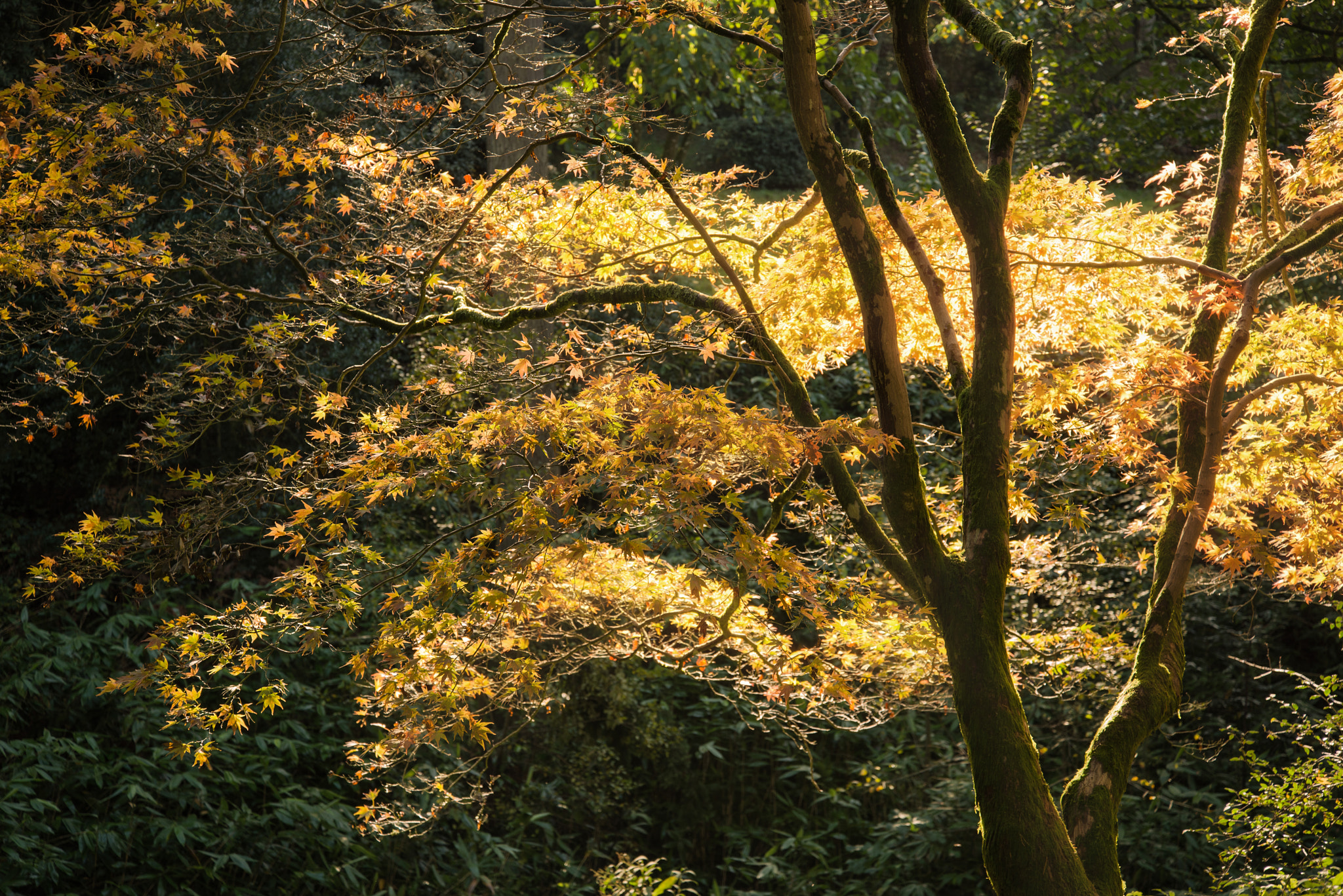 Nikon D600 + AF Zoom-Nikkor 35-135mm f/3.5-4.5 N sample photo. Stunning vibrant autumn landscape of forest photography