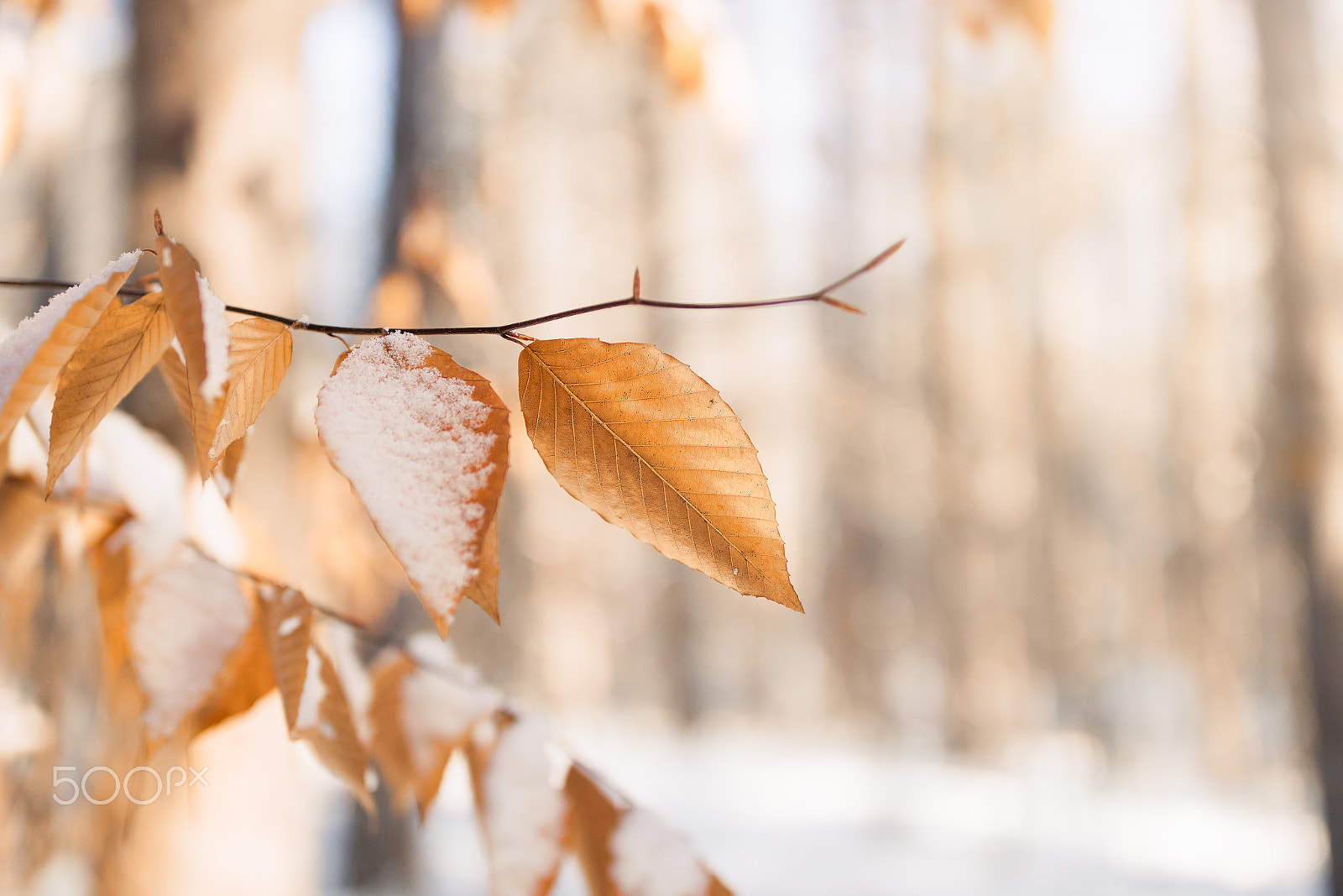 Canon EF 35mm F1.4L II USM sample photo. 35l ii on a crop = awesome! photography