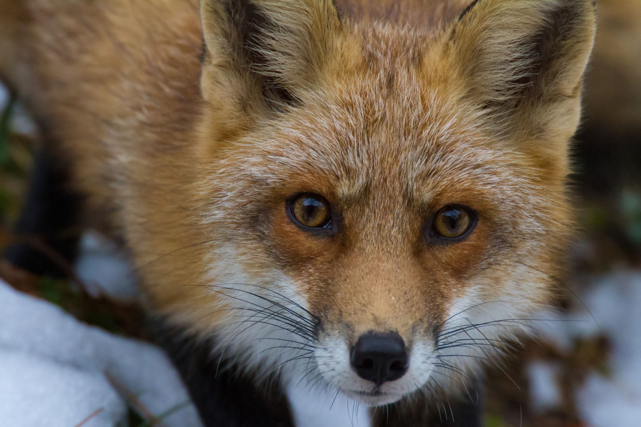 Canon EOS 7D + Sigma 100-300mm f/4 sample photo. Red fox portrait close photography