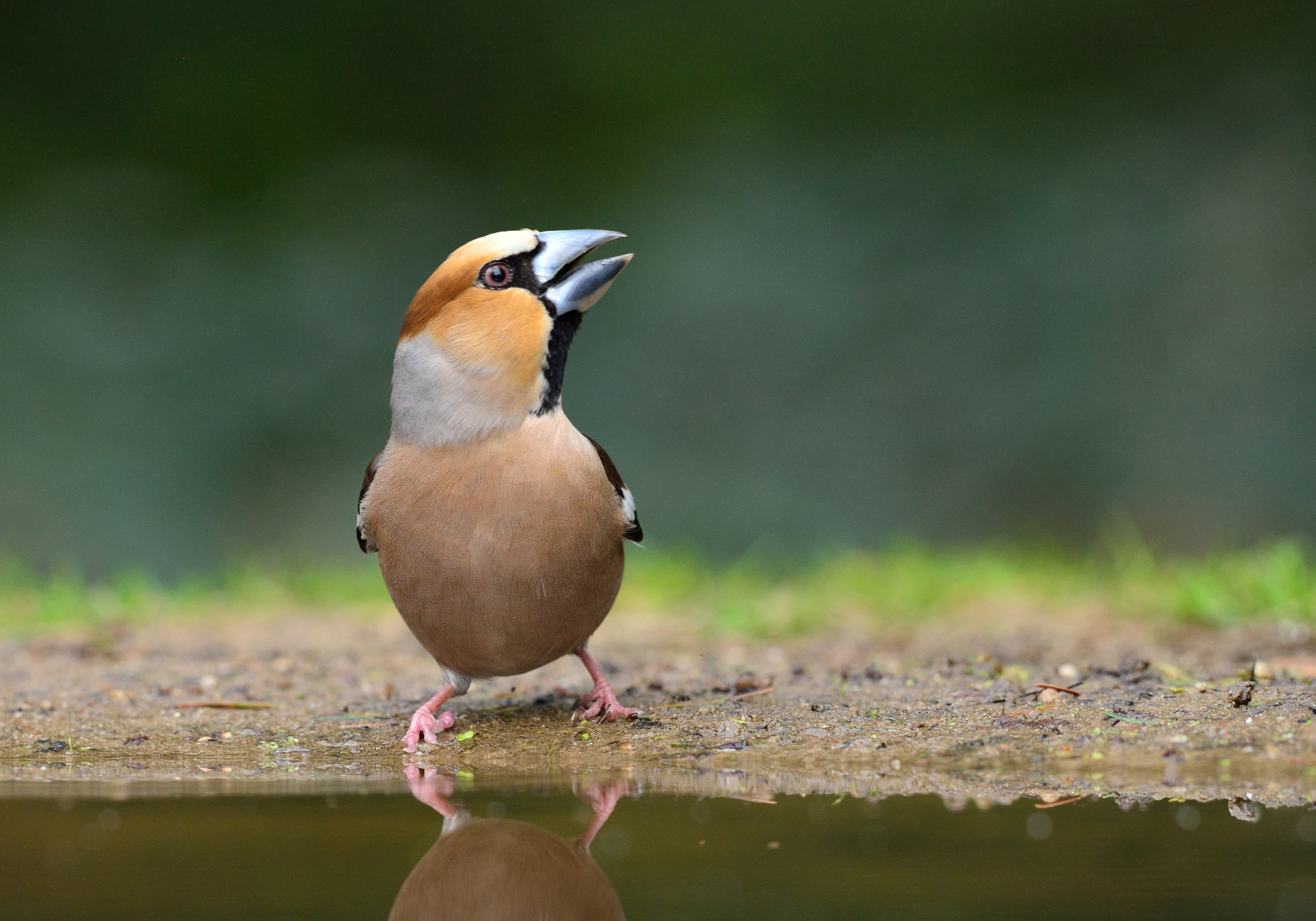 Nikon AF-S Nikkor 400mm F2.8D ED-IF II sample photo. Appelvink photography
