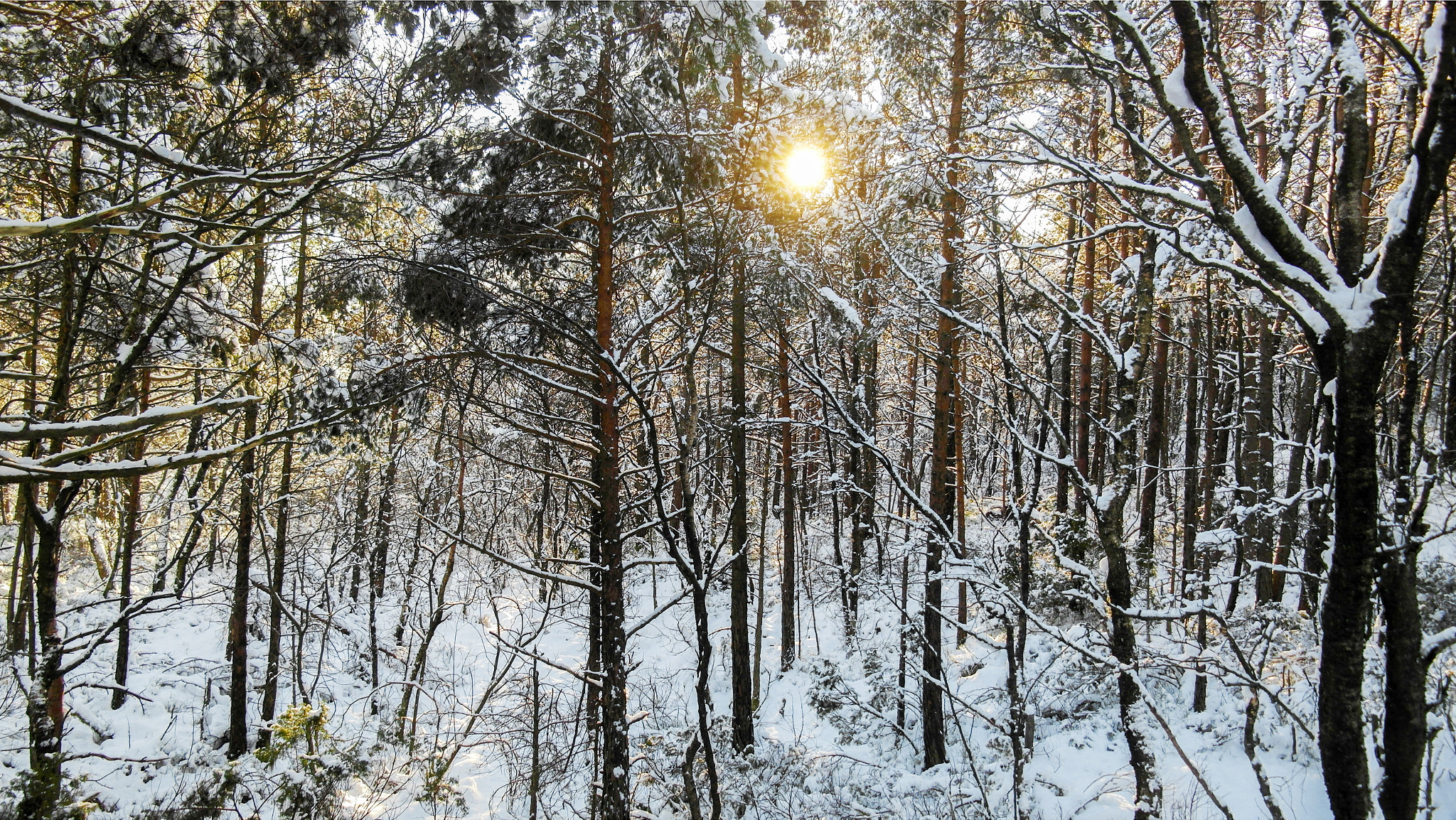 Samsung NX210 sample photo. Sun in the forest photography