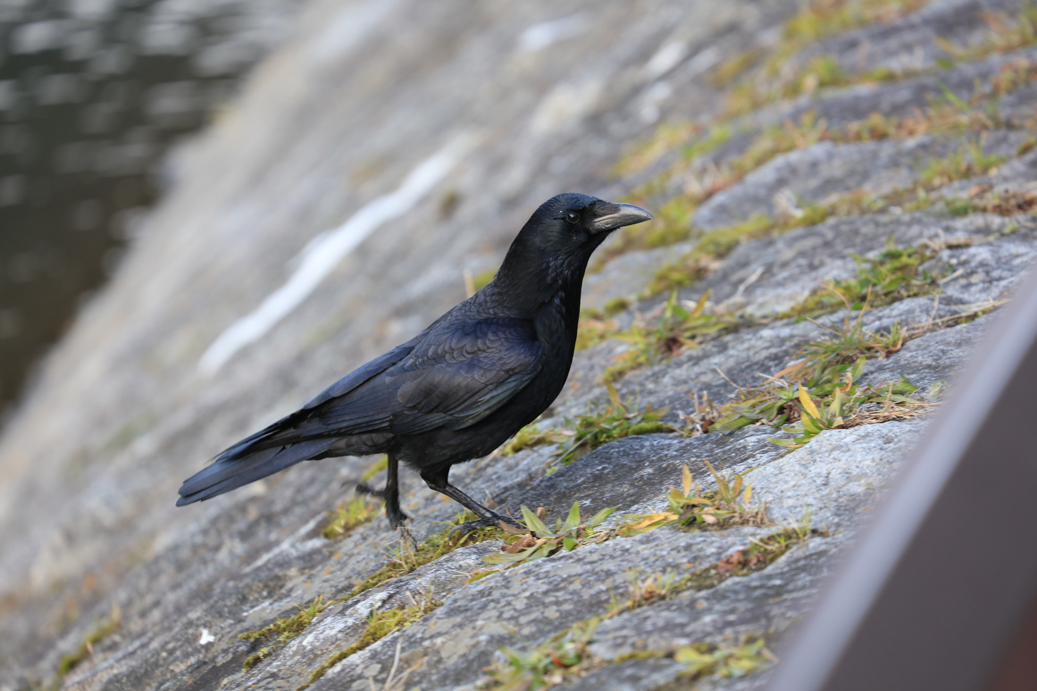 Canon EF 70-300mm F4-5.6L IS USM sample photo. Crow photography