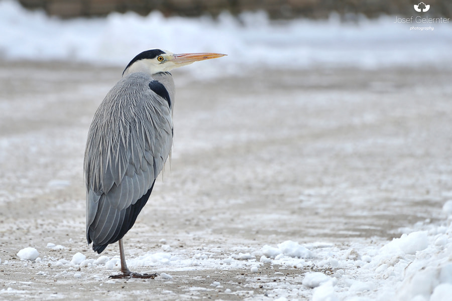 Nikon D3S sample photo. Urban heron photography