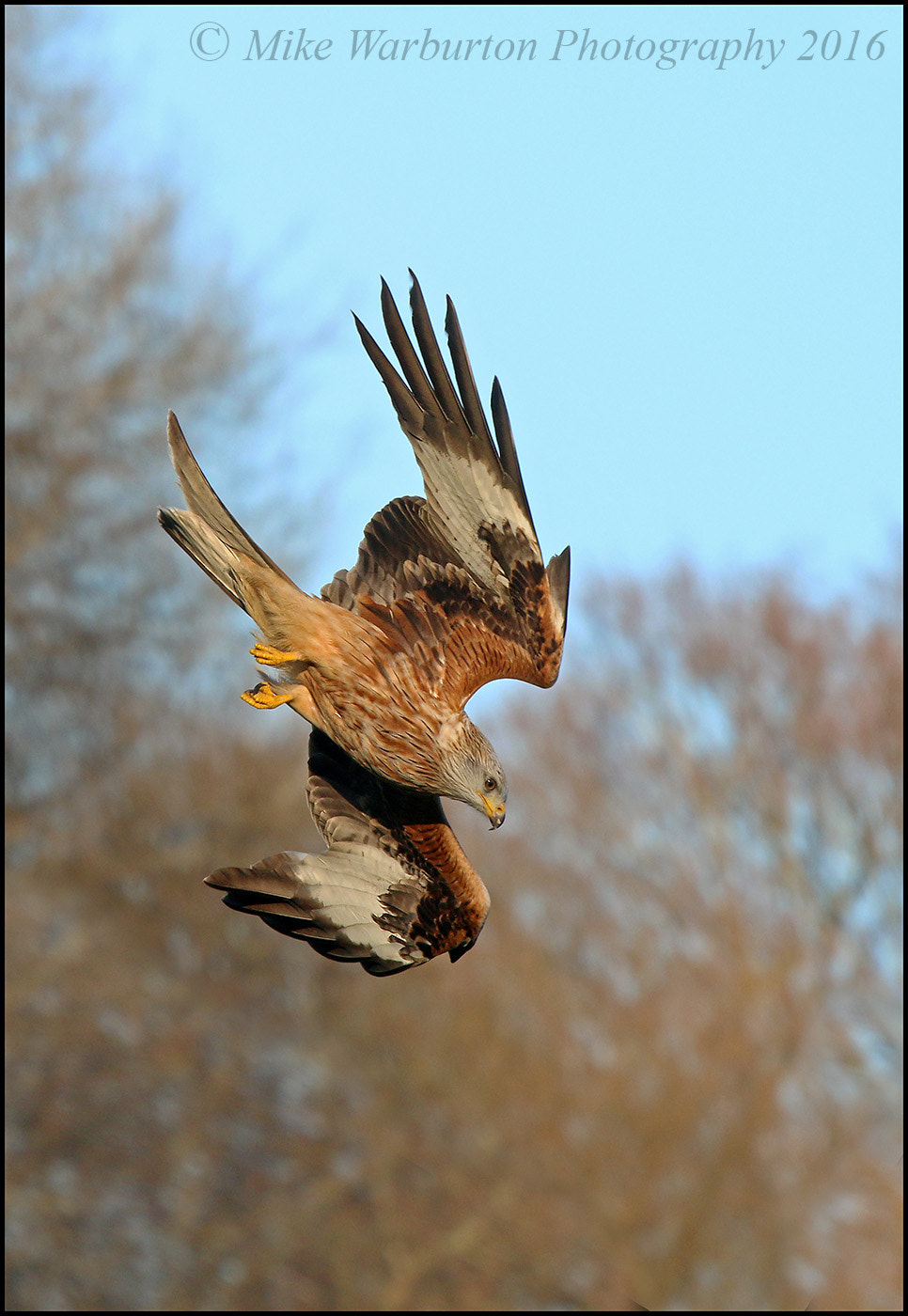 Sigma 50-500mm f/4-6.3 APO HSM EX sample photo. Red kite photography