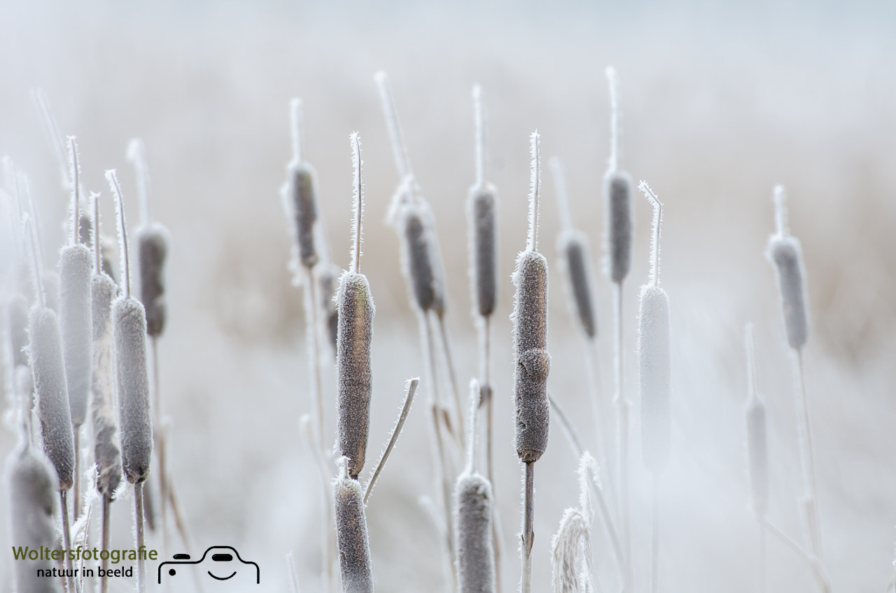 Nikon AF-S Nikkor 200-400mm F4G ED-IF VR sample photo. Frozen cattail photography