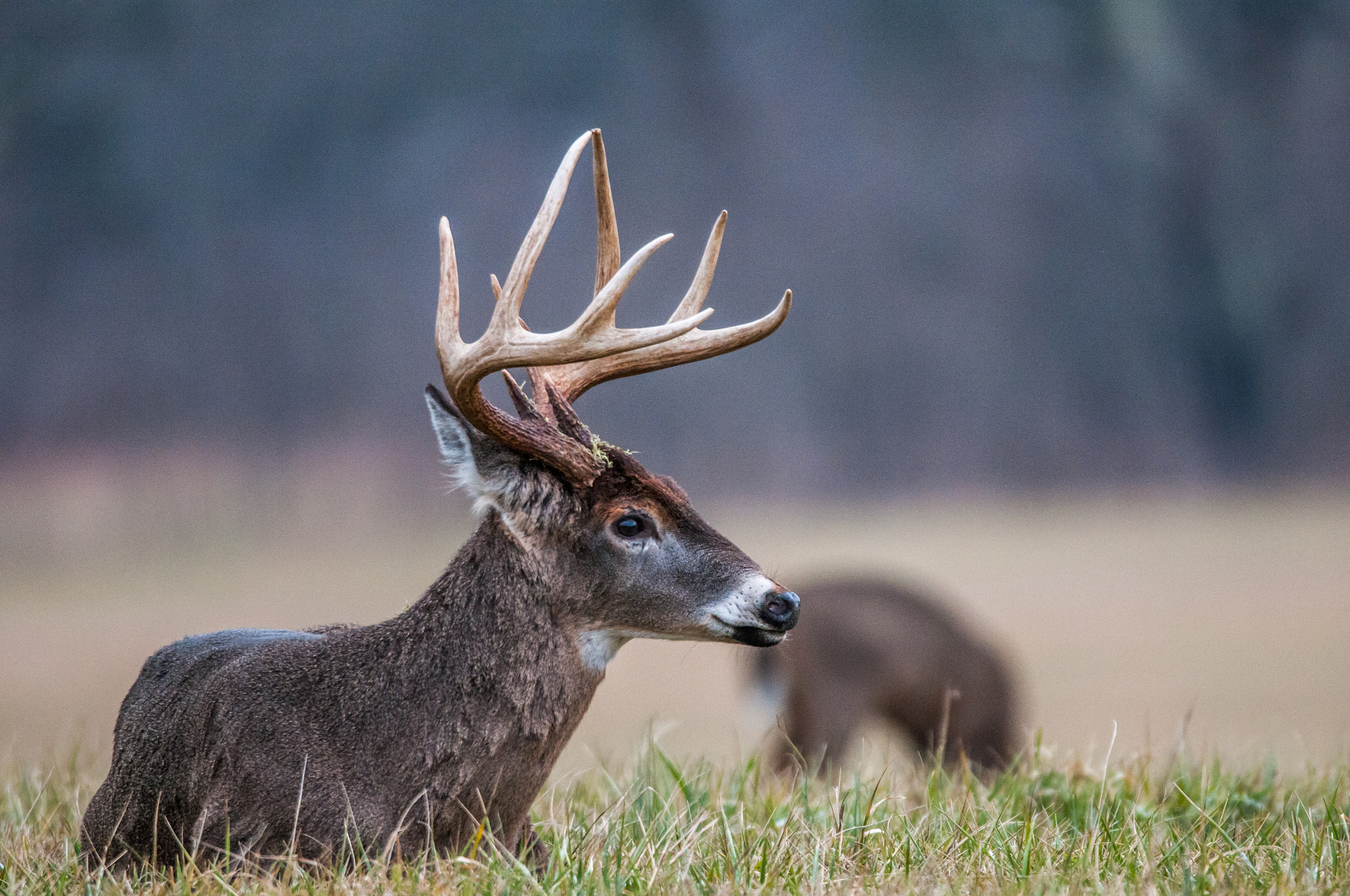 Sigma 150-600mm F5-6.3 DG OS HSM | S sample photo. _ddw8797.jpg photography