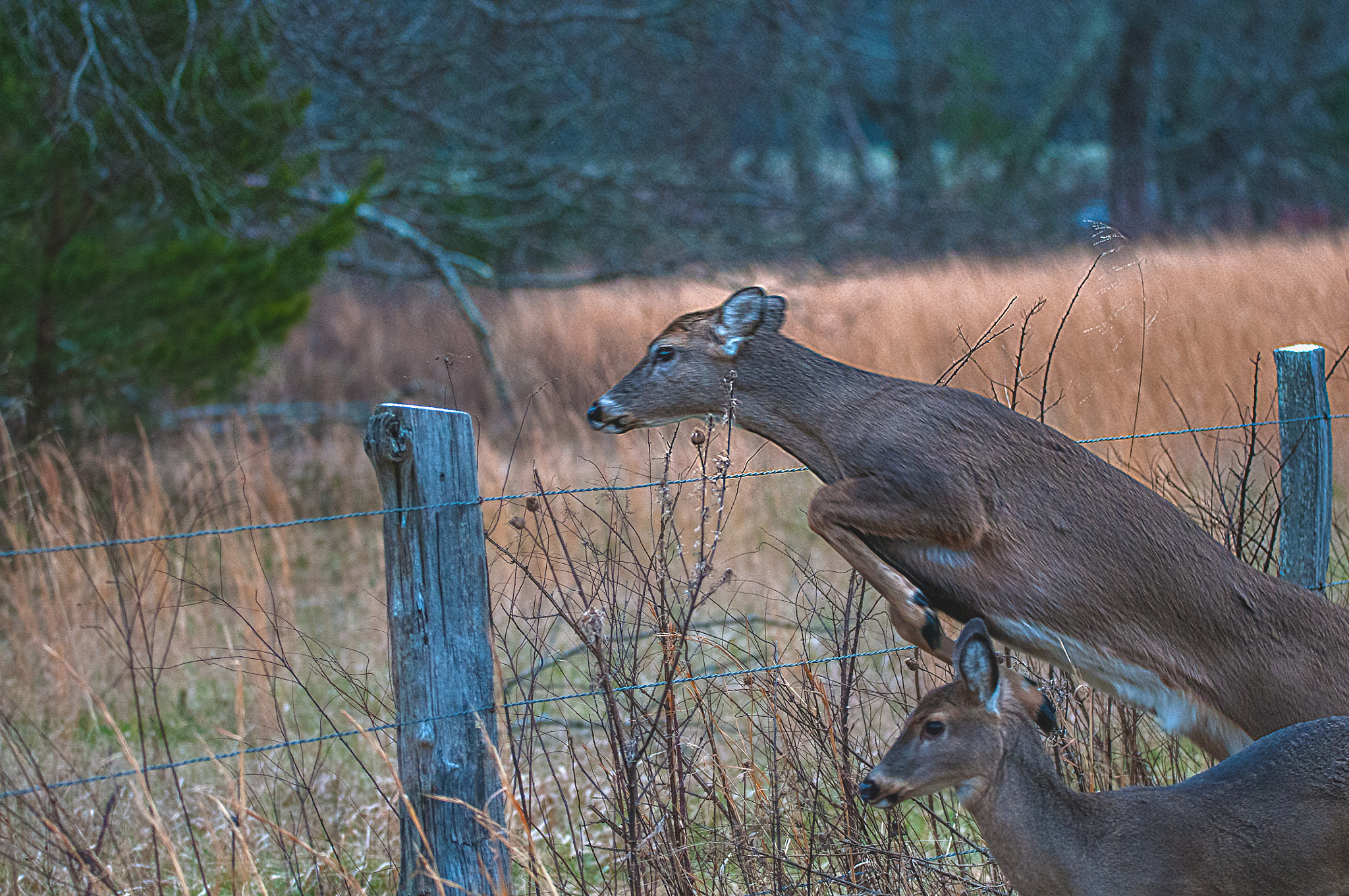 Sigma 150-600mm F5-6.3 DG OS HSM | S sample photo. Edit photography