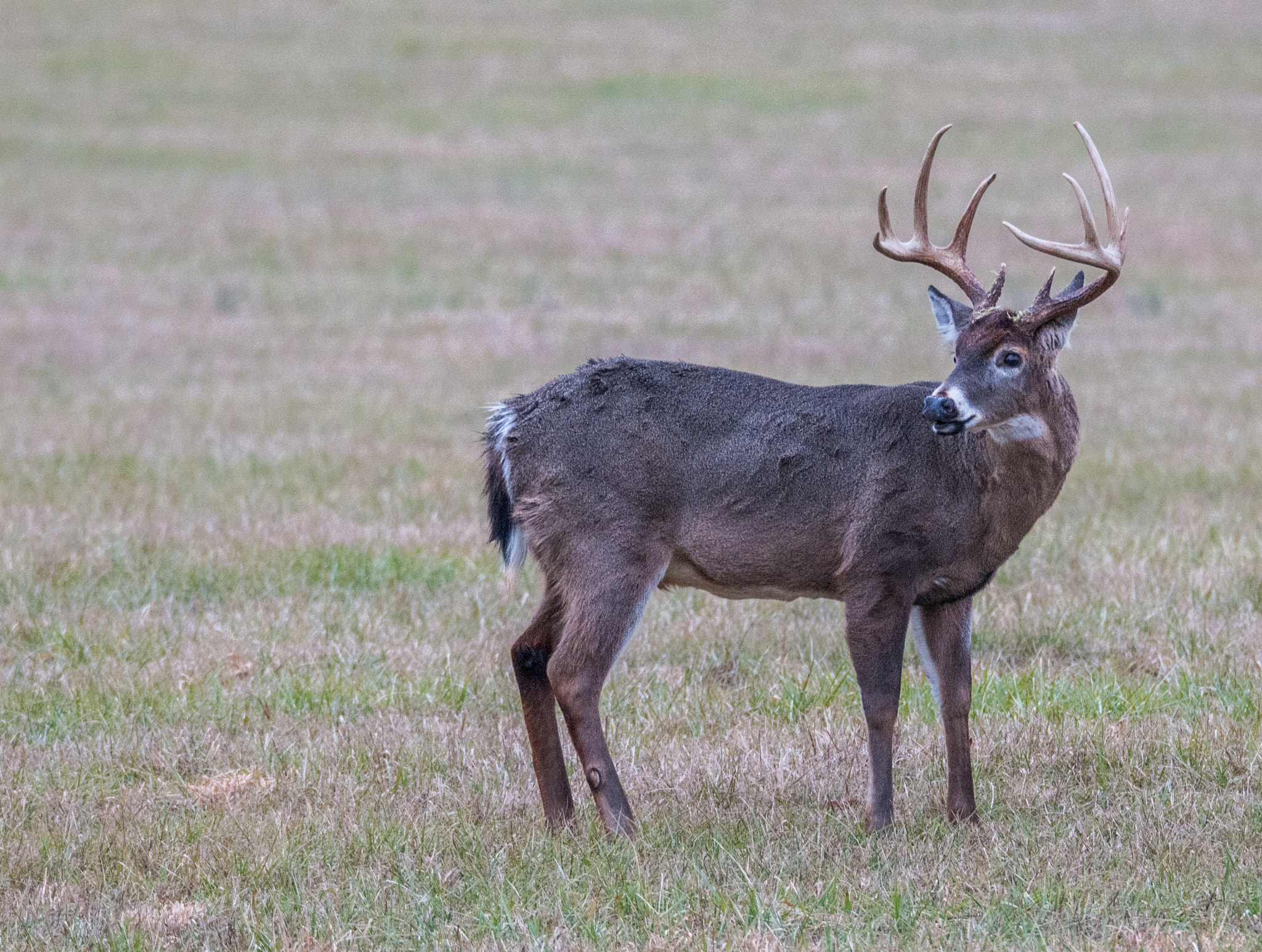 Sigma 150-600mm F5-6.3 DG OS HSM | S sample photo. _ddw8838-2.jpg photography