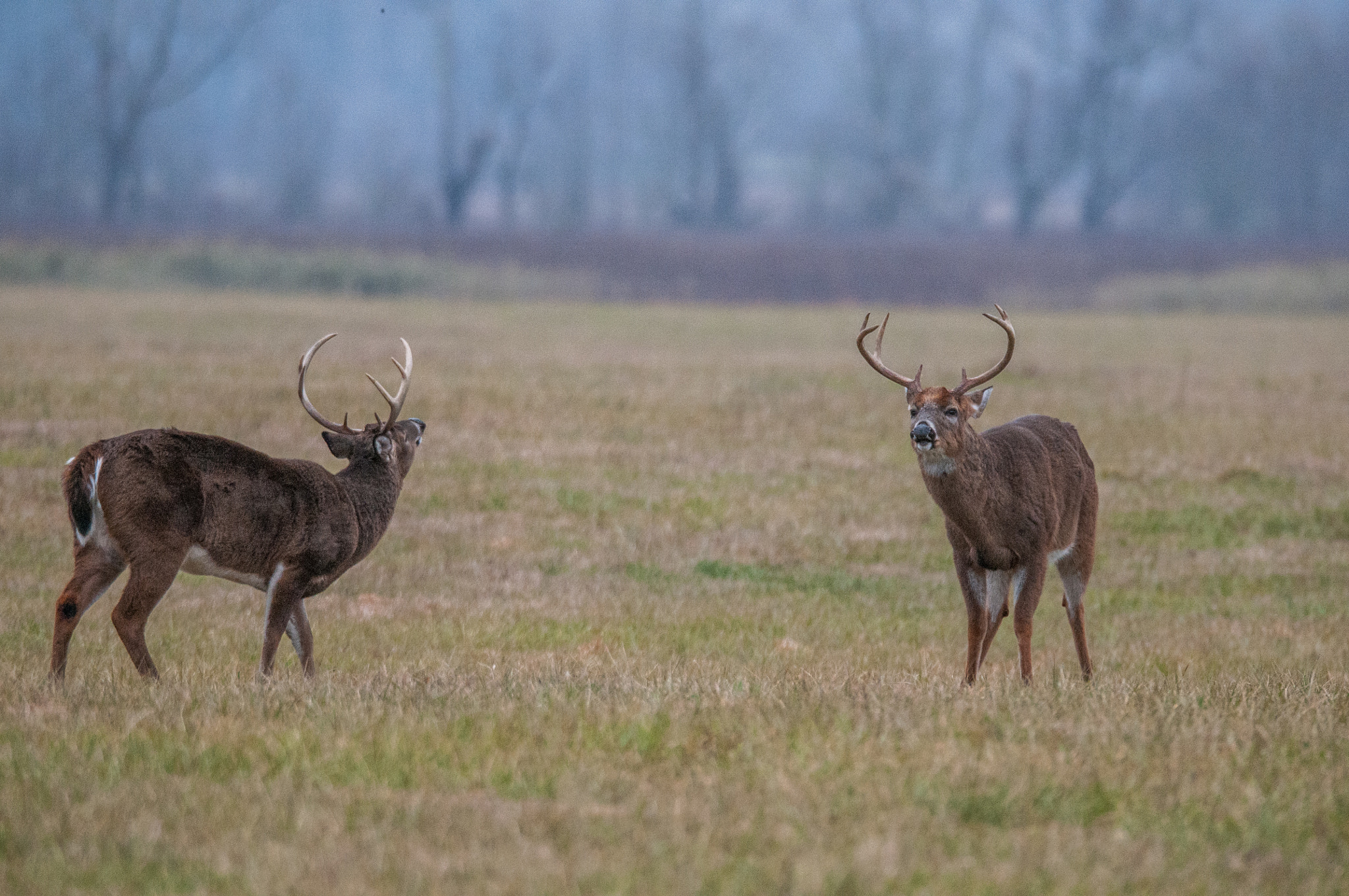 Sigma 150-600mm F5-6.3 DG OS HSM | S sample photo. _ddw8844.jpg photography