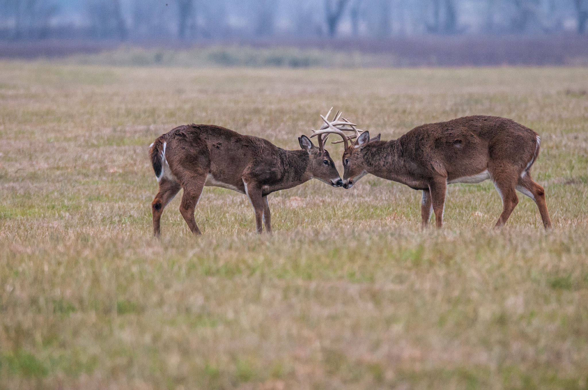 Sigma 150-600mm F5-6.3 DG OS HSM | S sample photo. _ddw8850.jpg photography