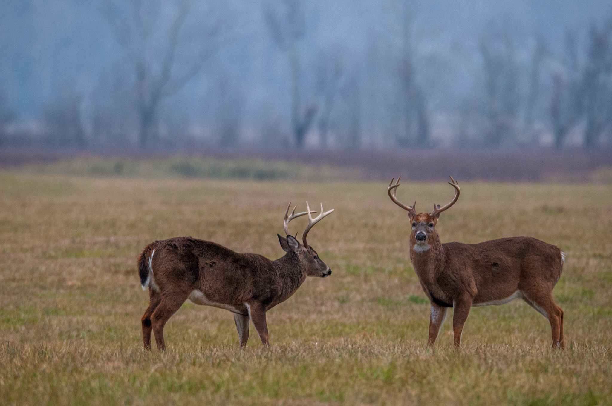 Sigma 150-600mm F5-6.3 DG OS HSM | S sample photo. _ddw8875.jpg photography