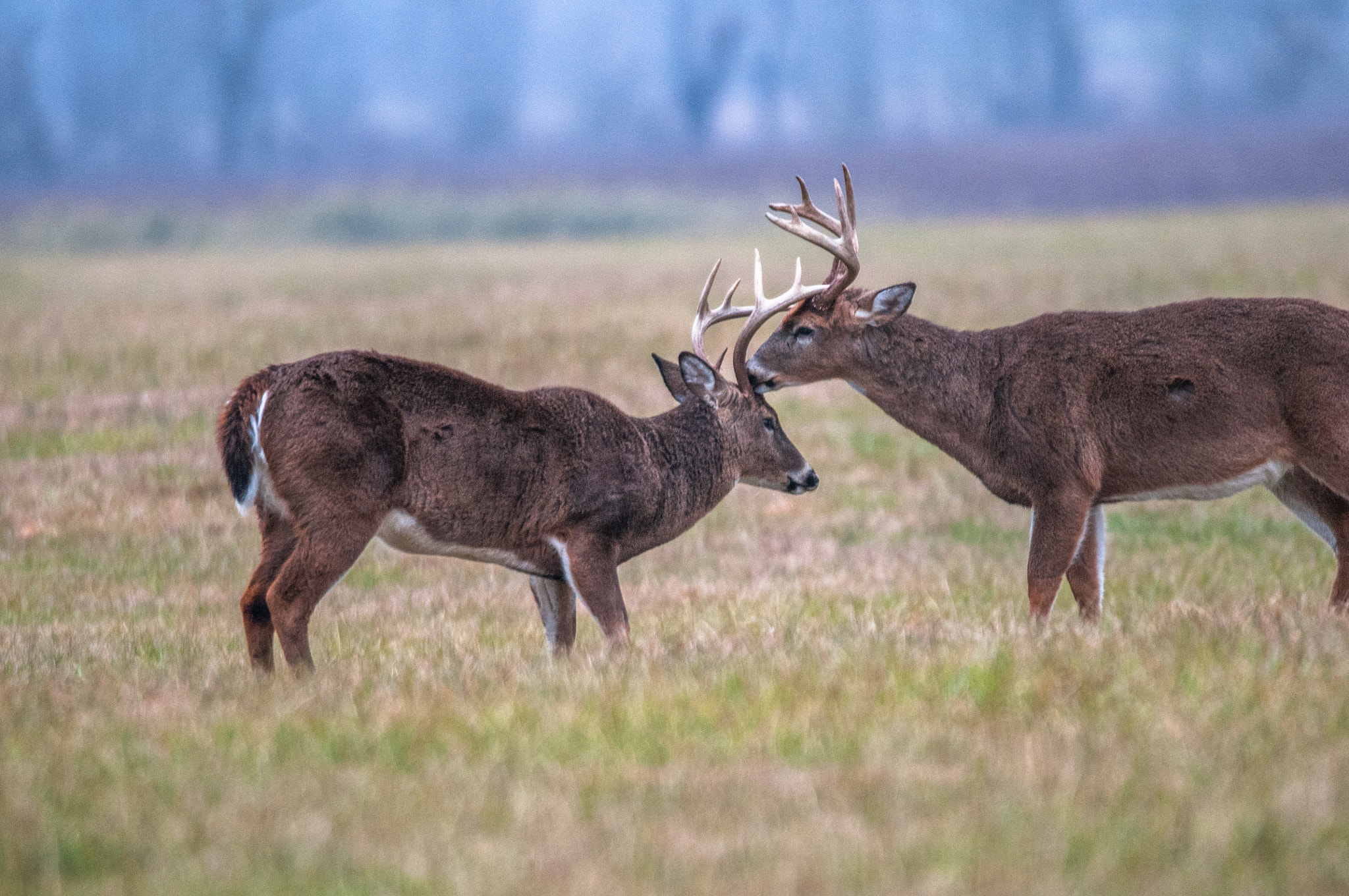 Sigma 150-600mm F5-6.3 DG OS HSM | S sample photo. _ddw8877.jpg photography