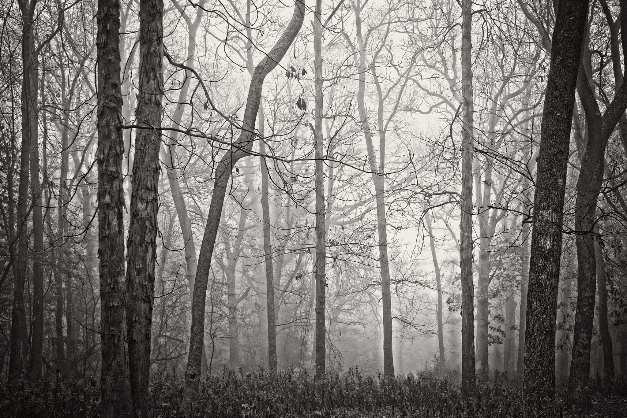 AF Zoom-Nikkor 28-80mm f/3.5-5.6D sample photo. Foggy forest, lake jacomo, missouri photography