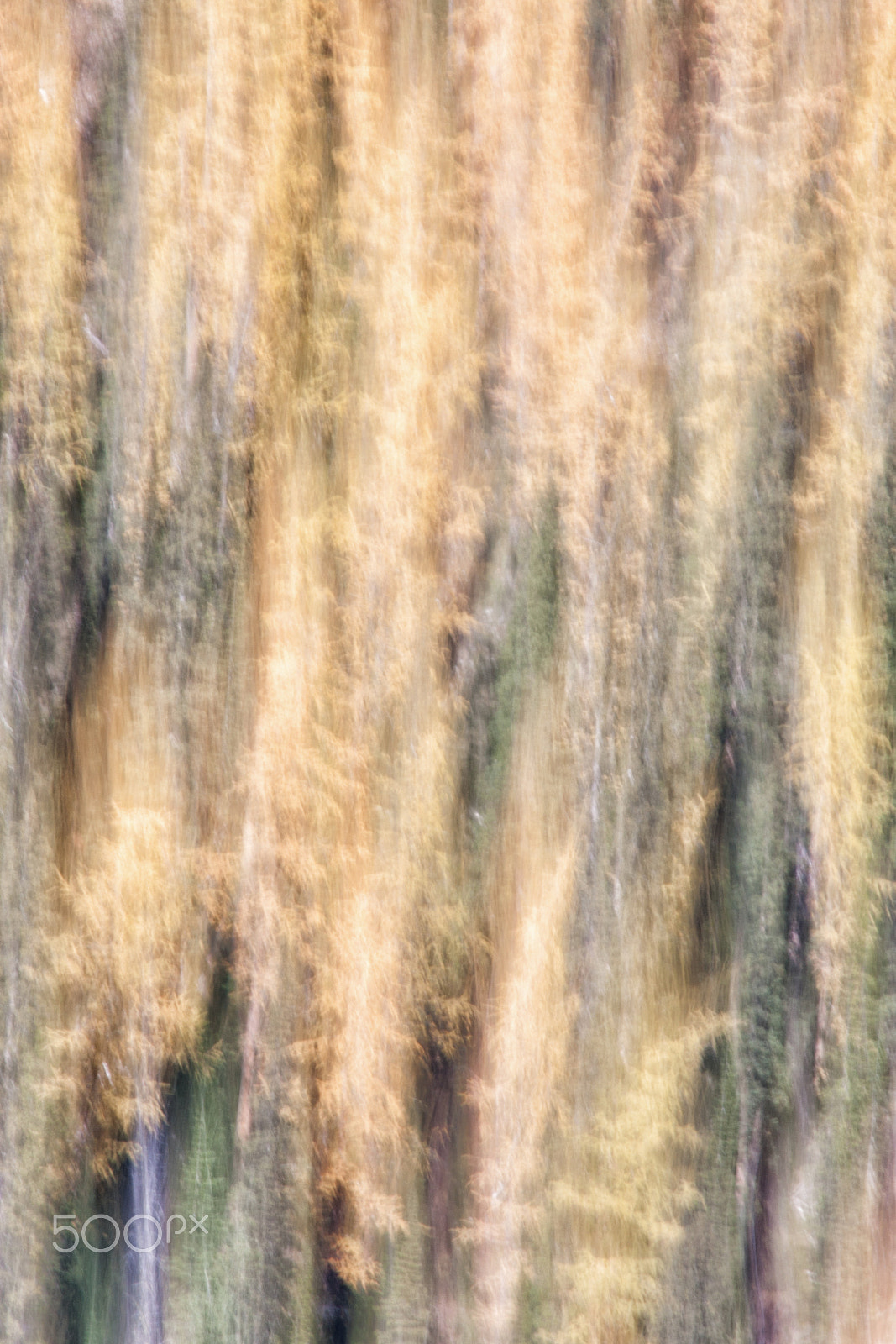Sigma 18-250mm F3.5-6.3 DC OS HSM sample photo. Larch trees photography