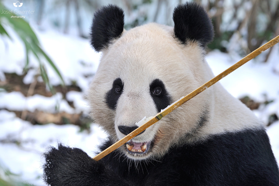 Nikon D3S sample photo. Snow bamboo stick photography